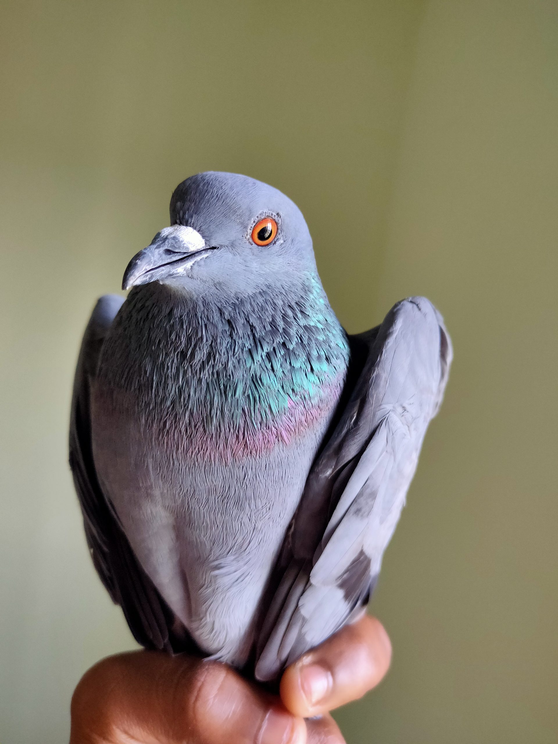 A pigeon in hand