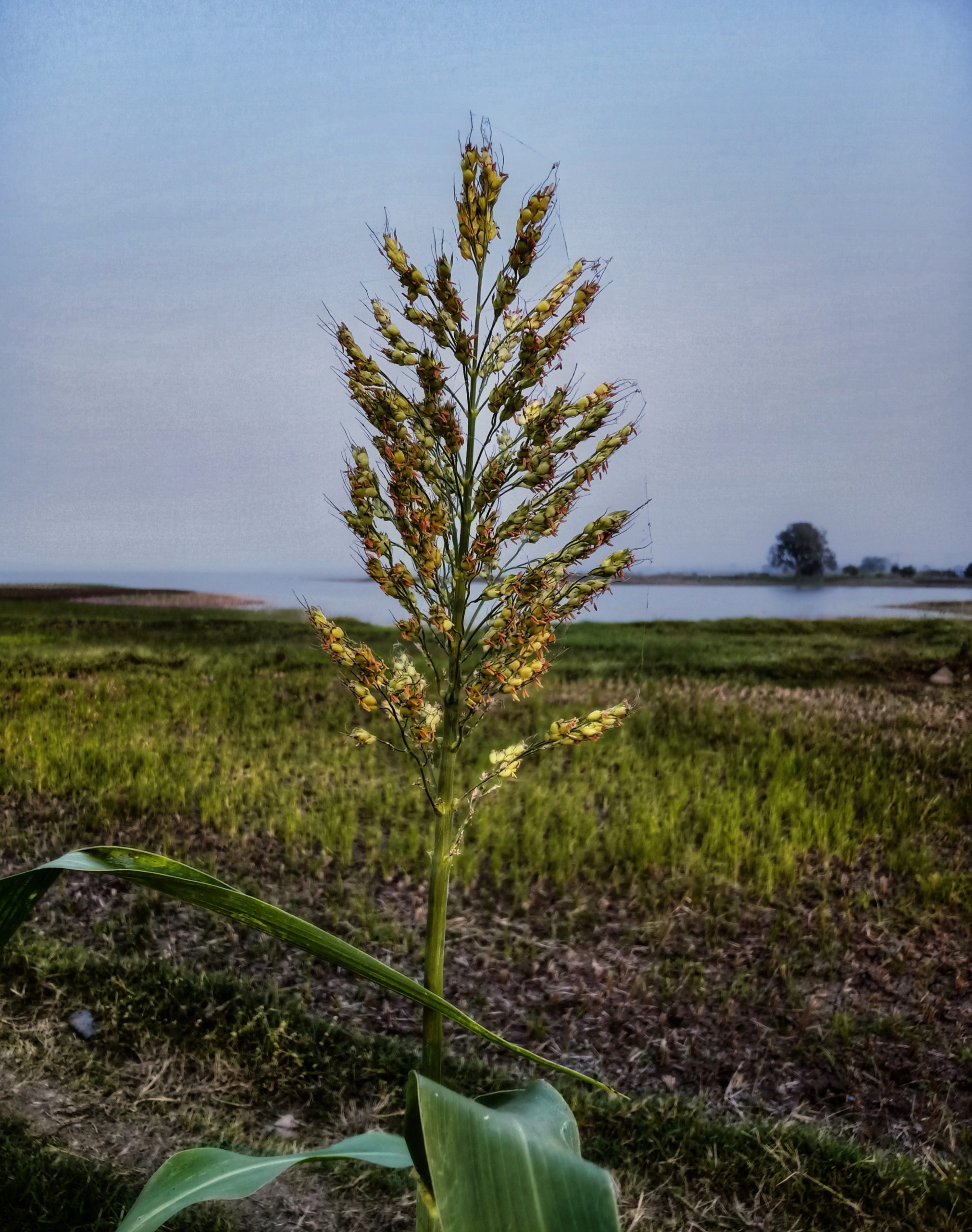 A plant