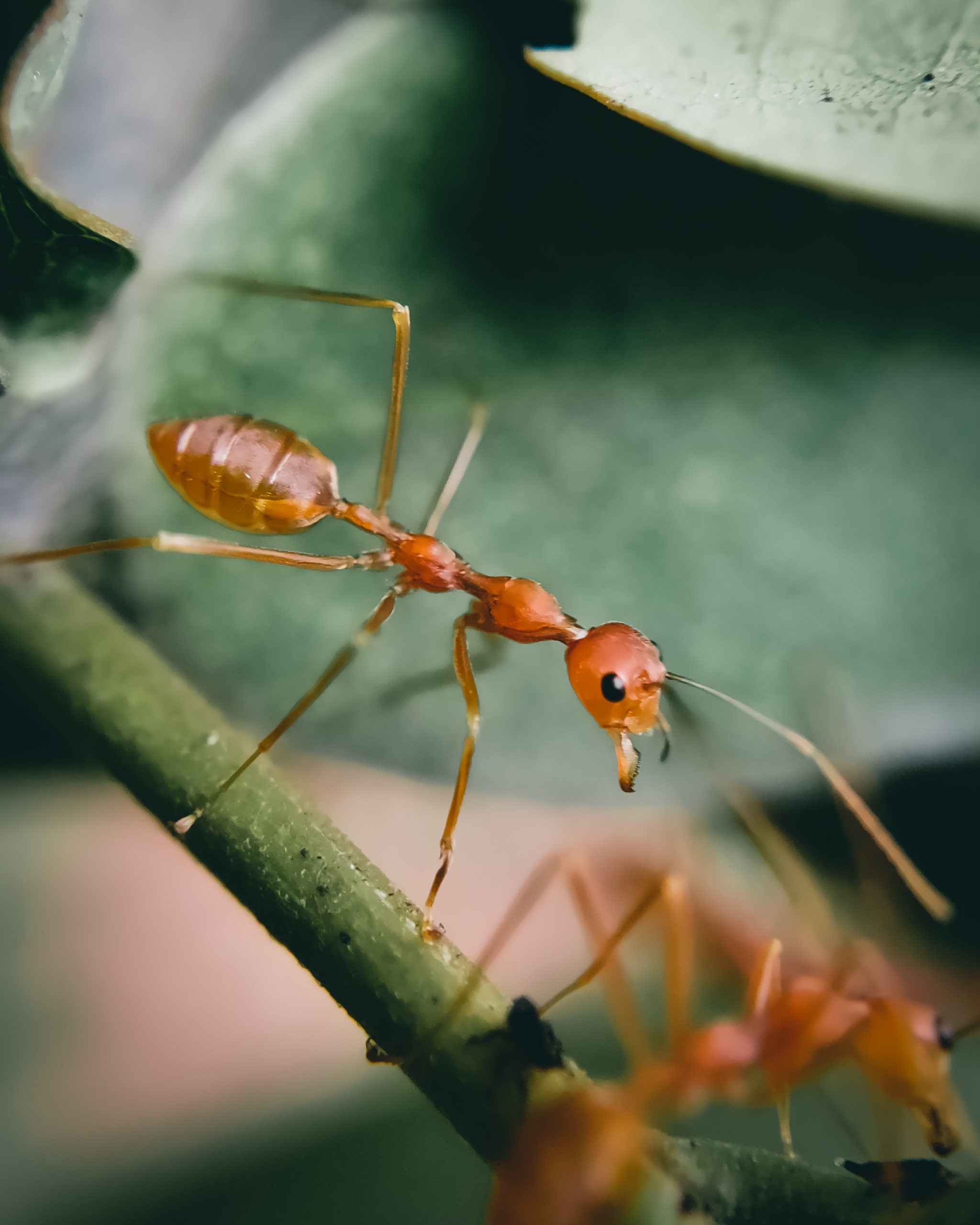 A red ant on plant leaf