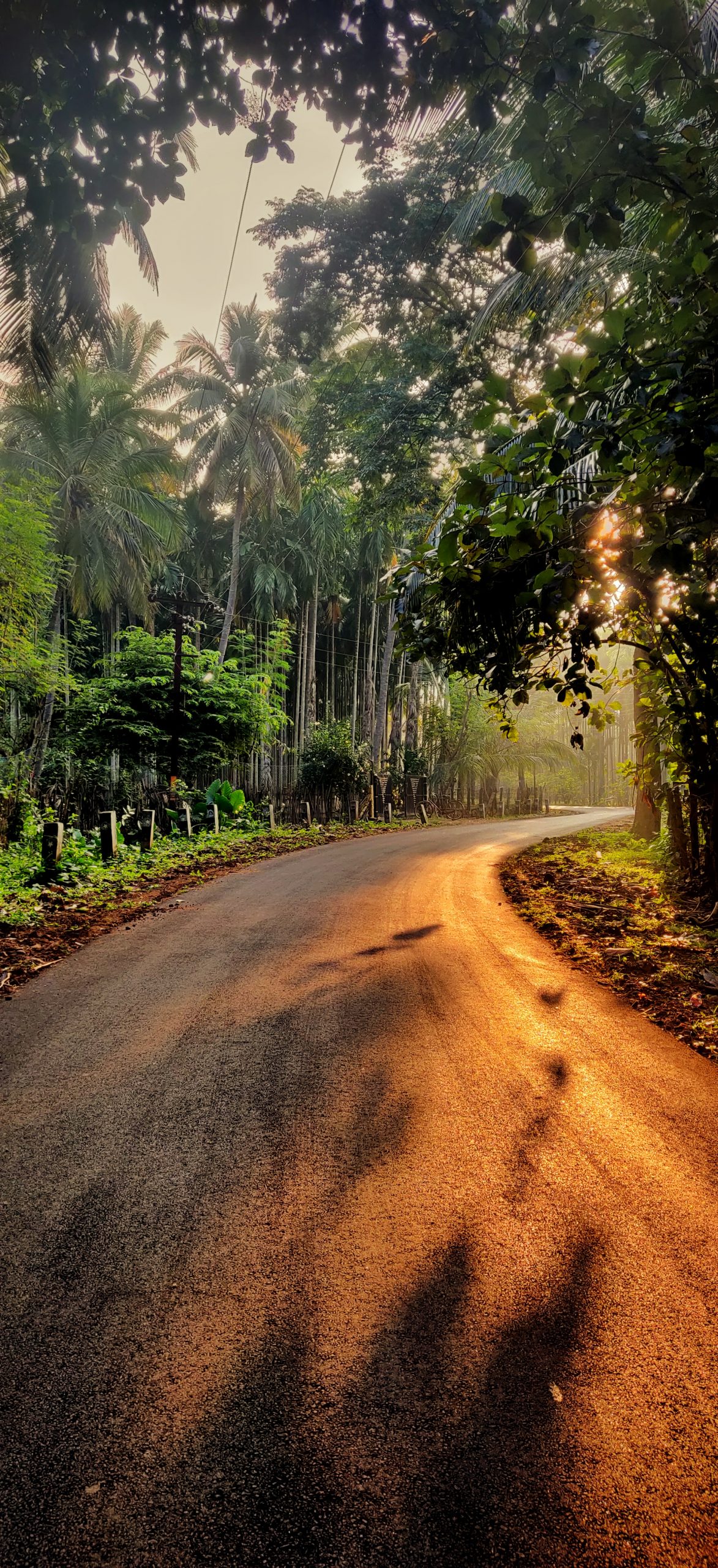 A road in forest