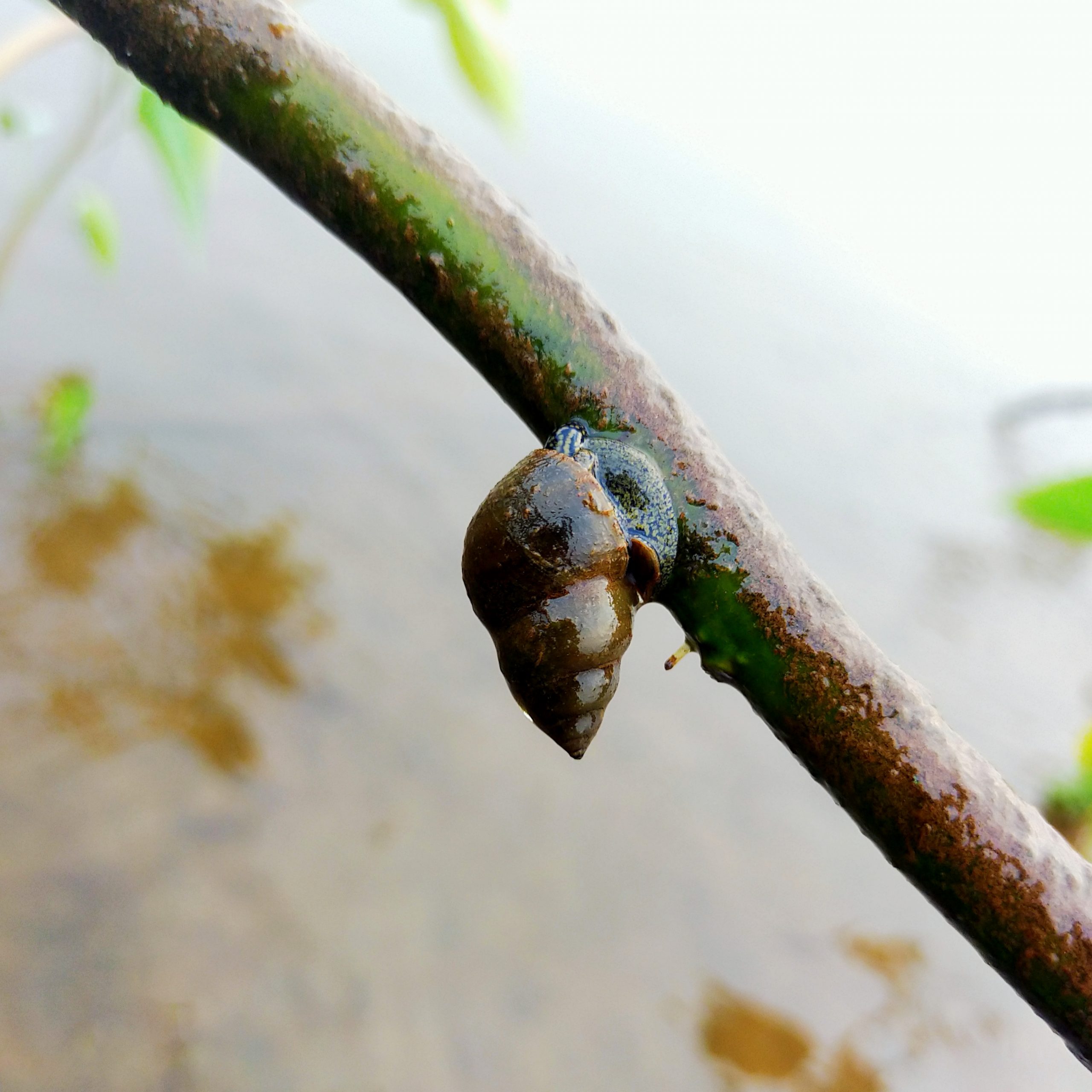 A snail on a branch