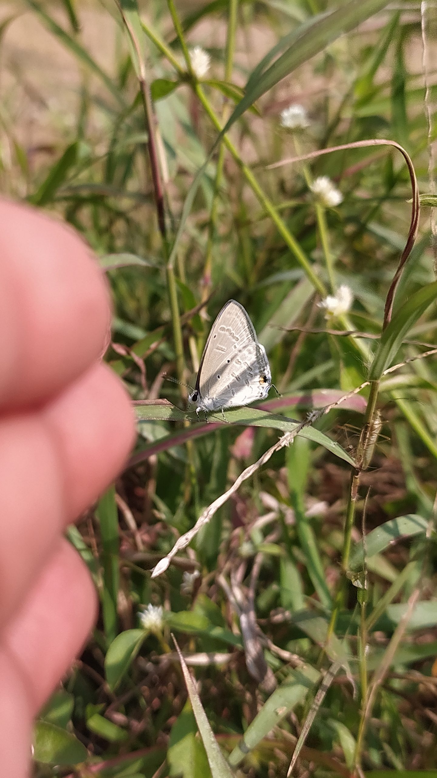 A small butterfly
