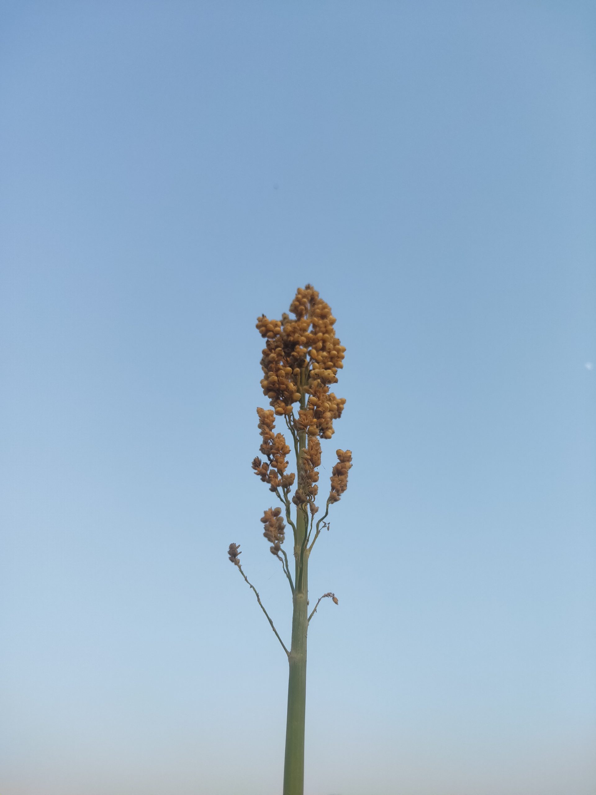 A sorghum plant