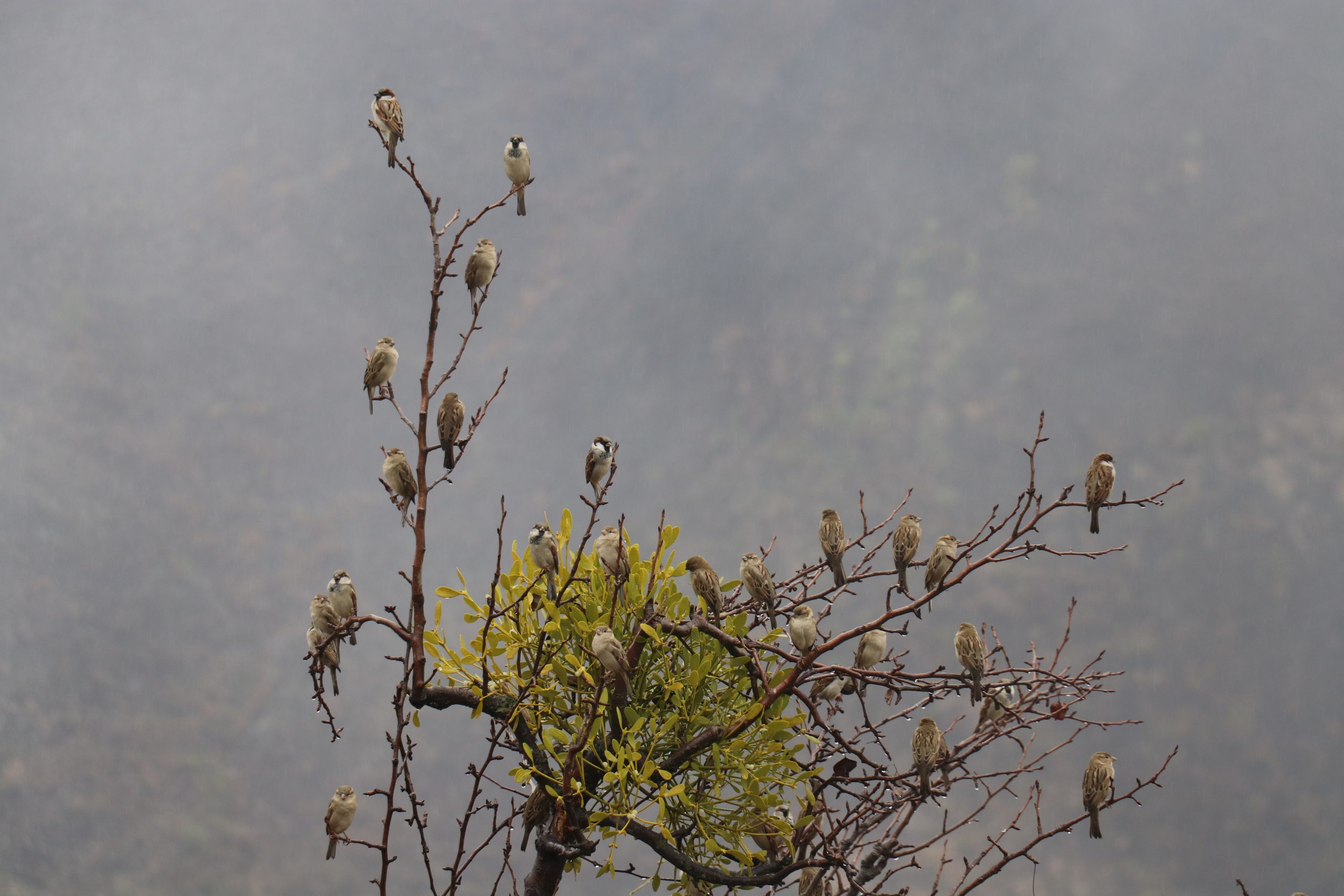 A sparrow flock on a treea