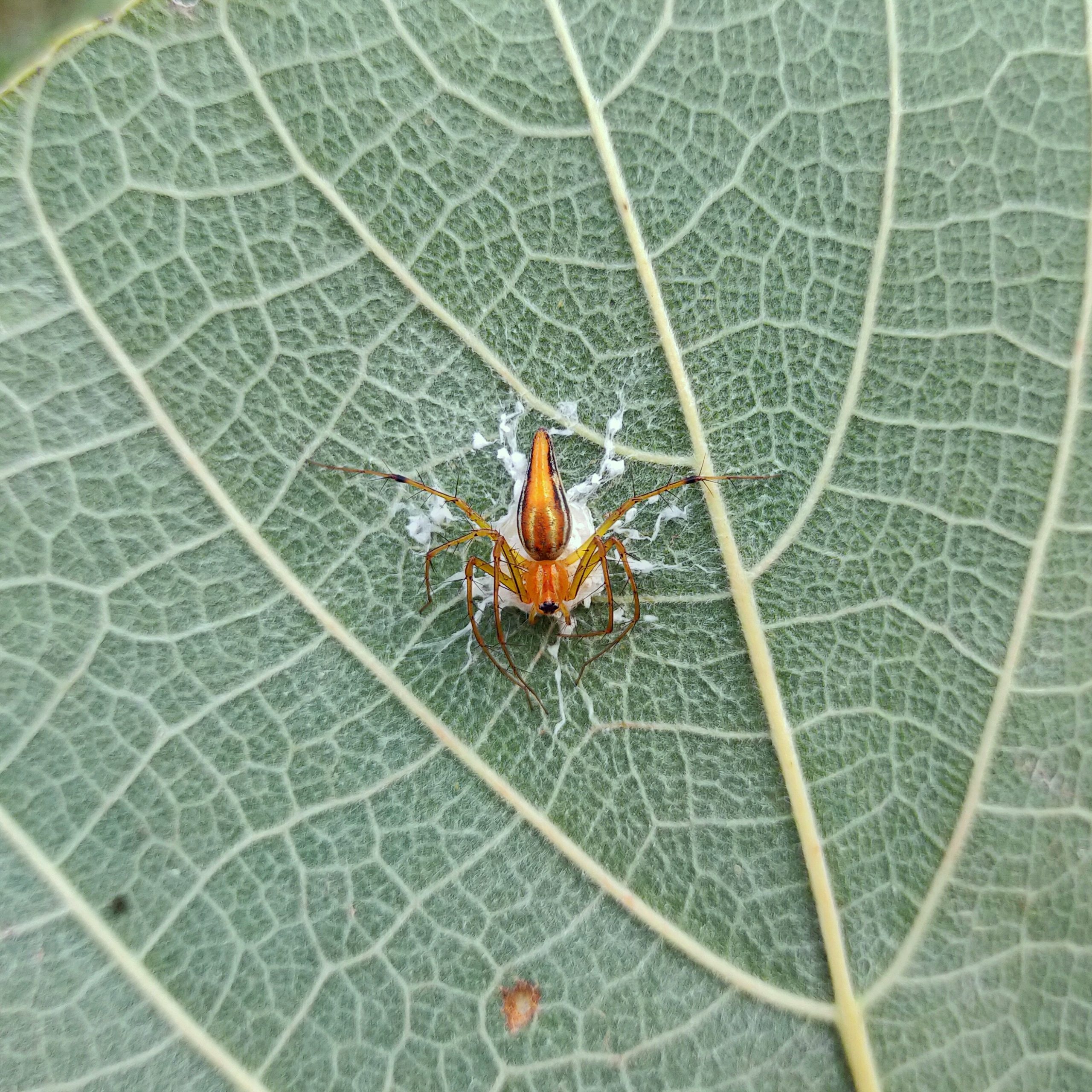 Spider on leaf