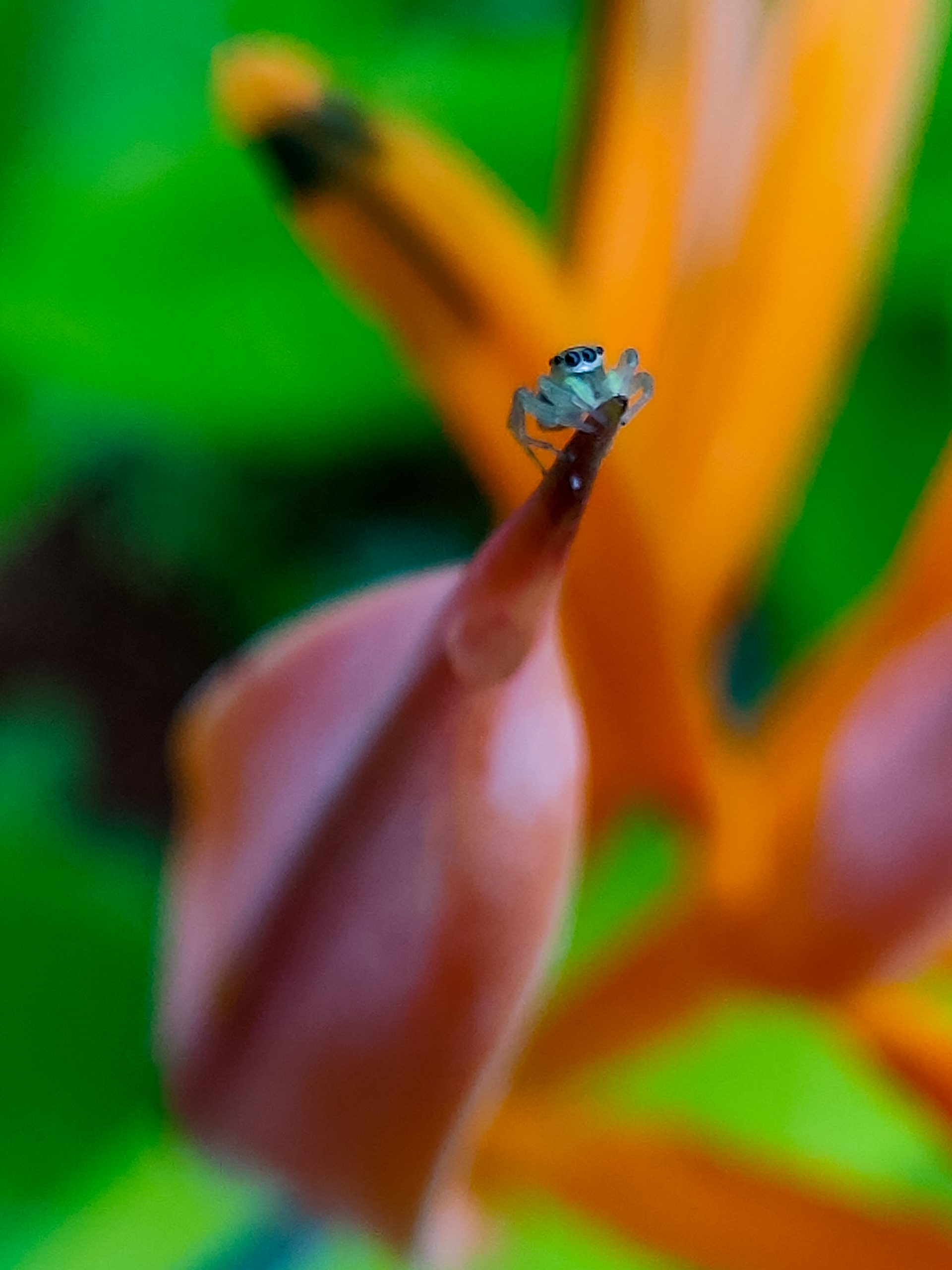 A spider on a flower bud