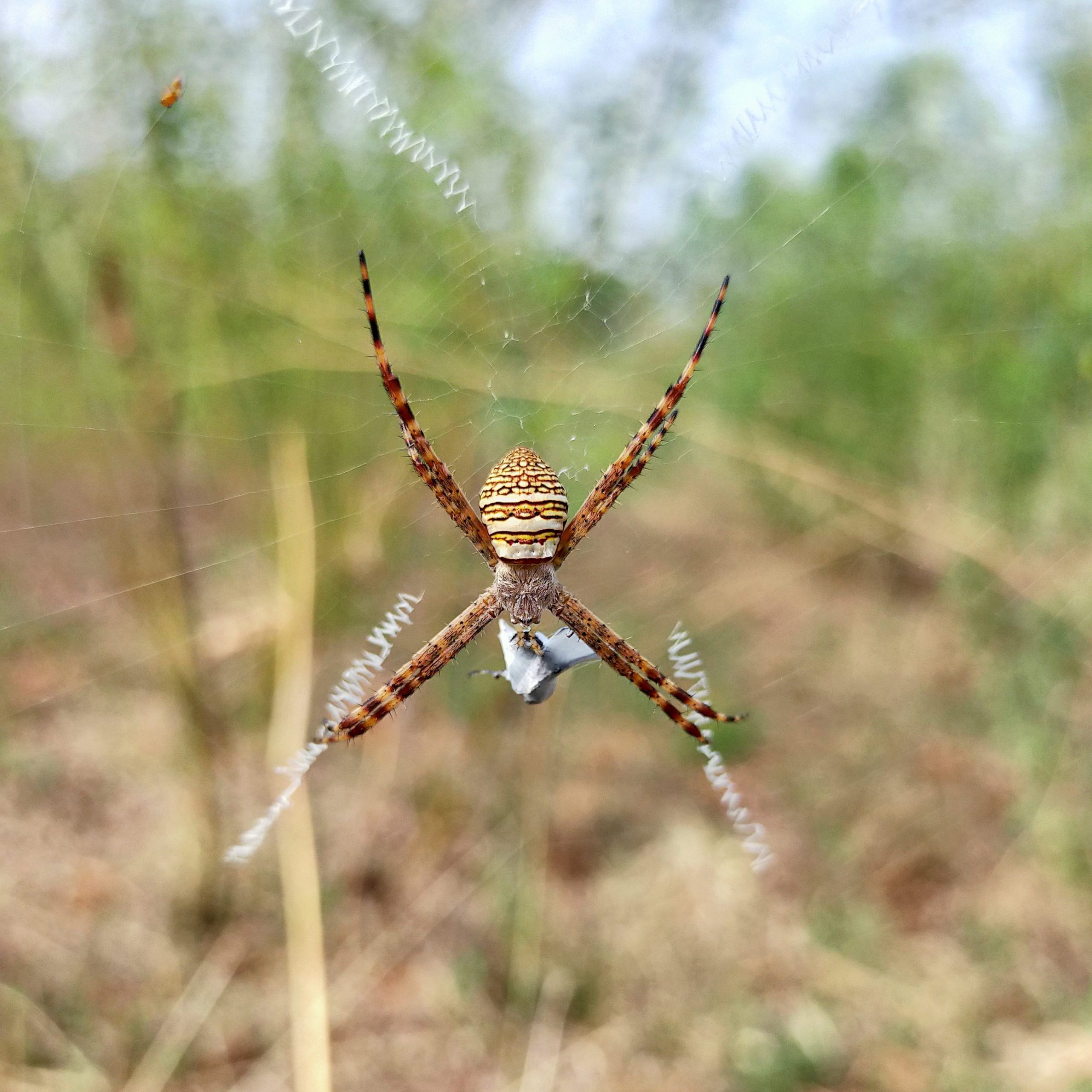 A spider on its web