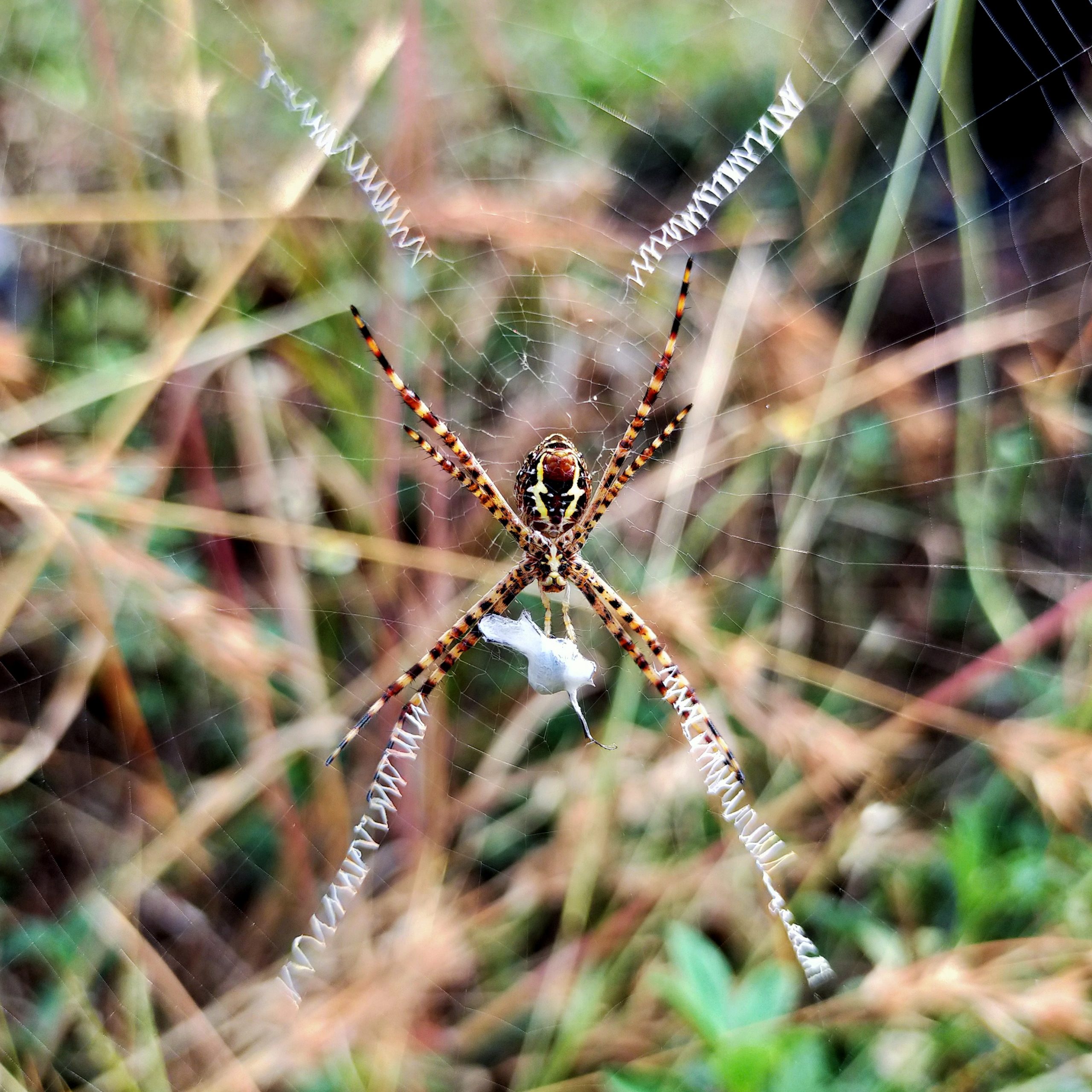 A spider on its web