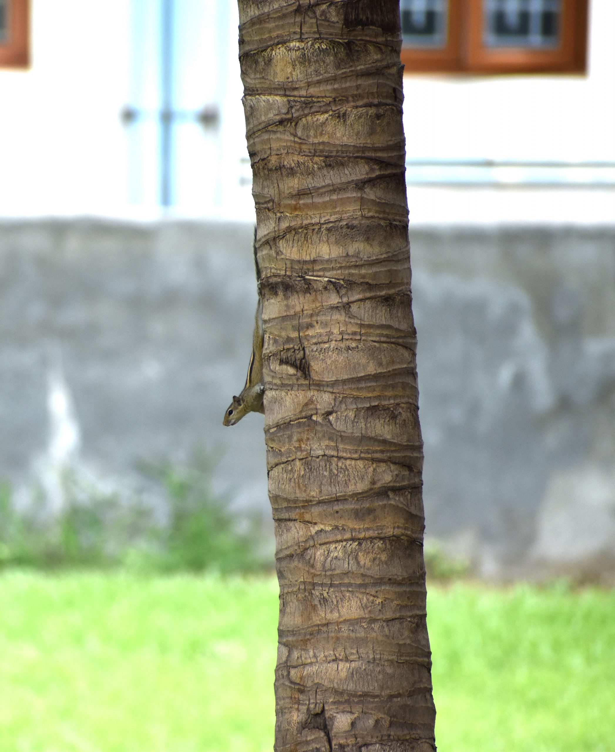 A squirrel on a tree