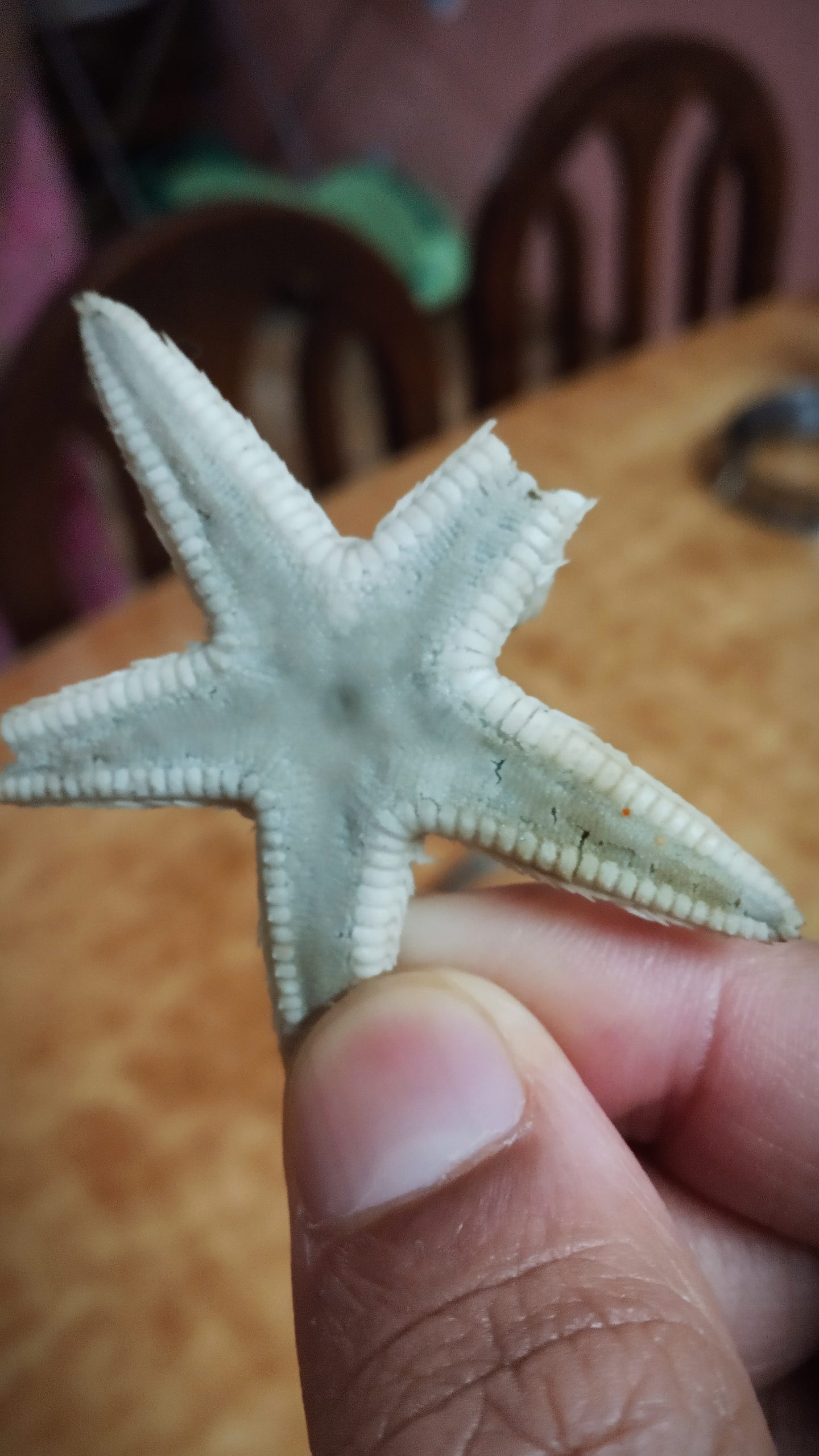 A starfish in hand