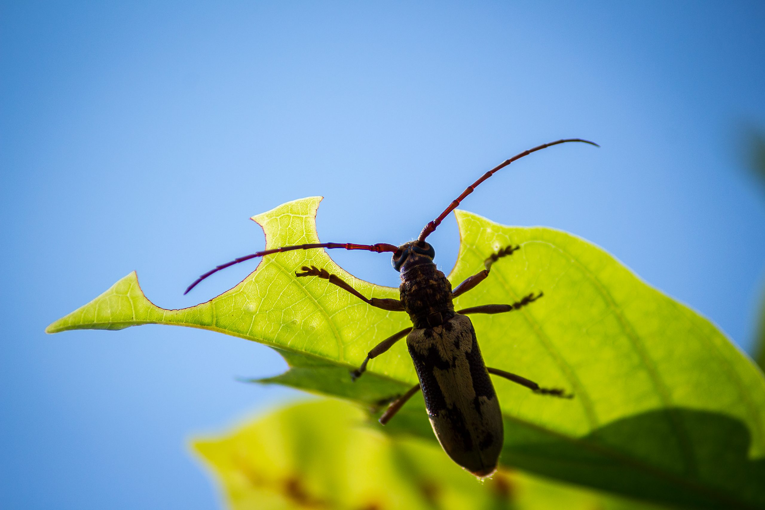 A stink bug