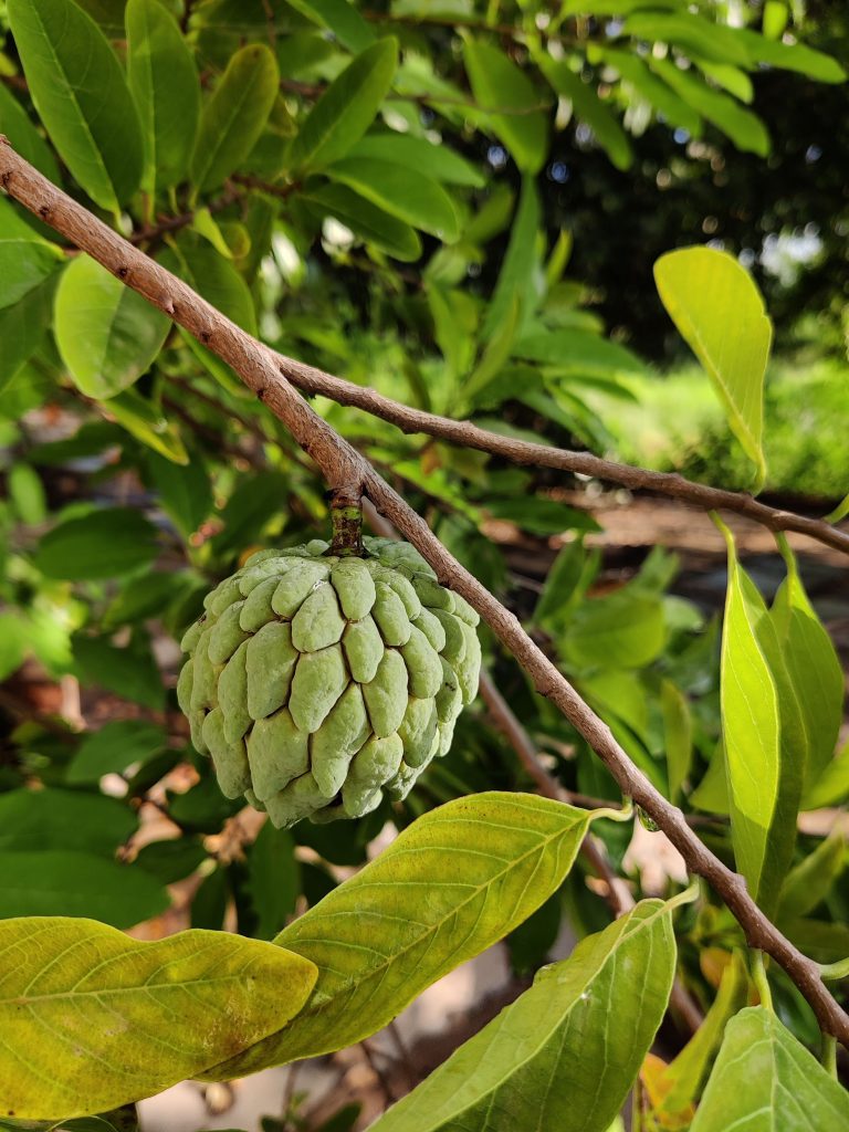 Custard apple tree PixaHive