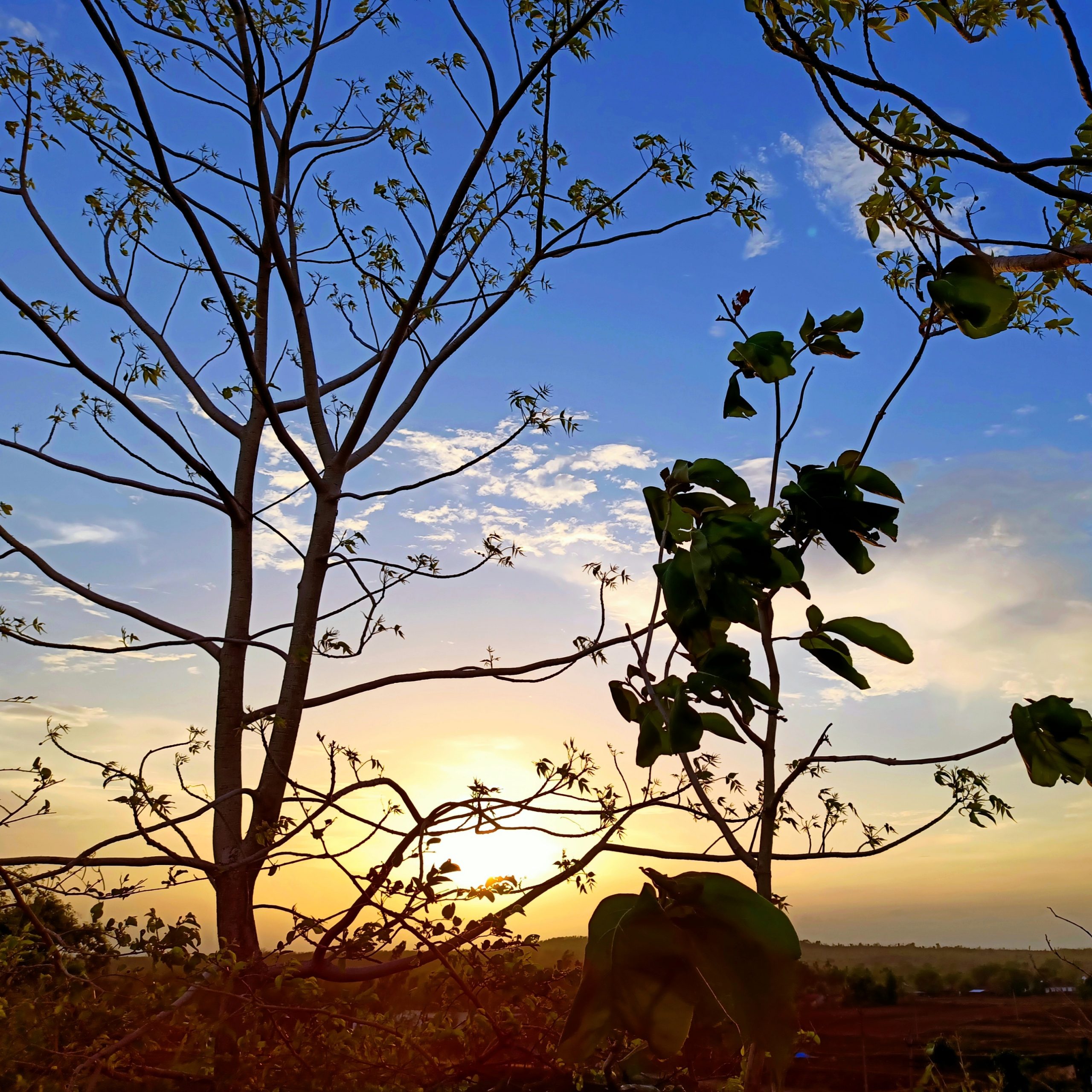 A tree and branches