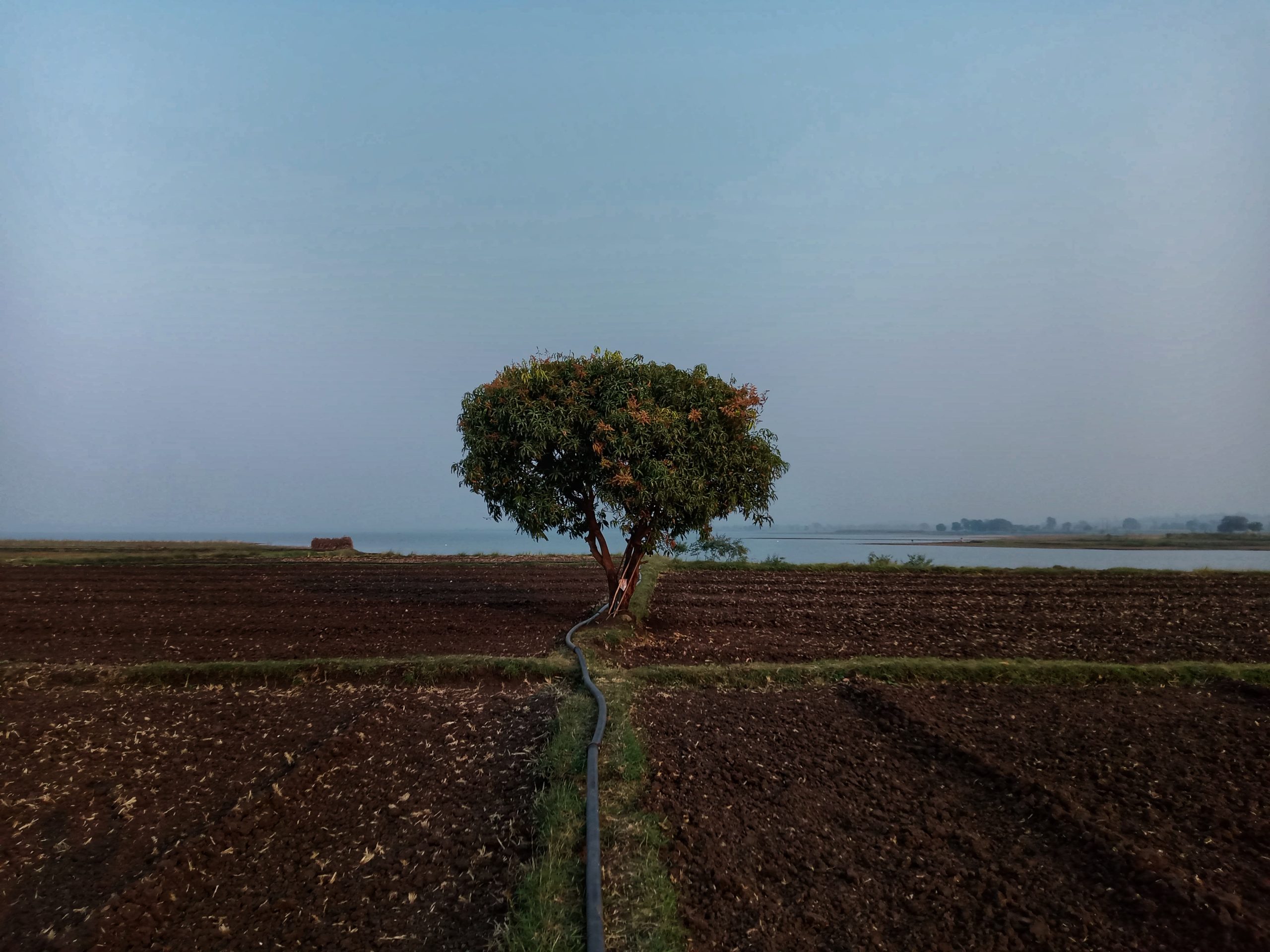 A tree between agriculture land