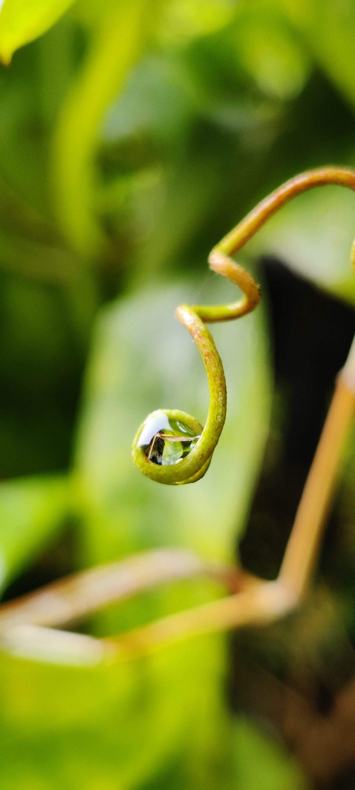 A water drop on a vine plant