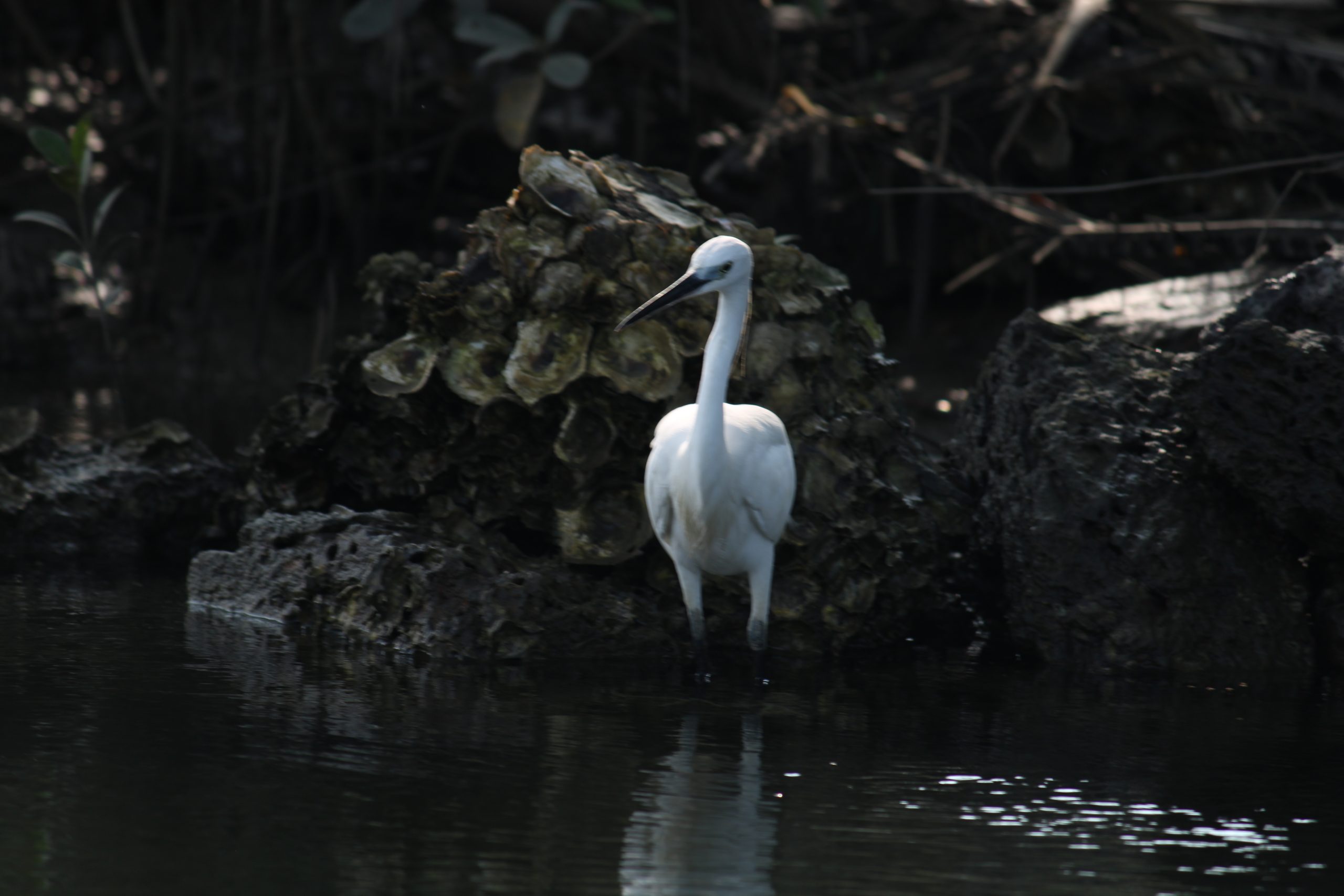 A white crane bird in the river