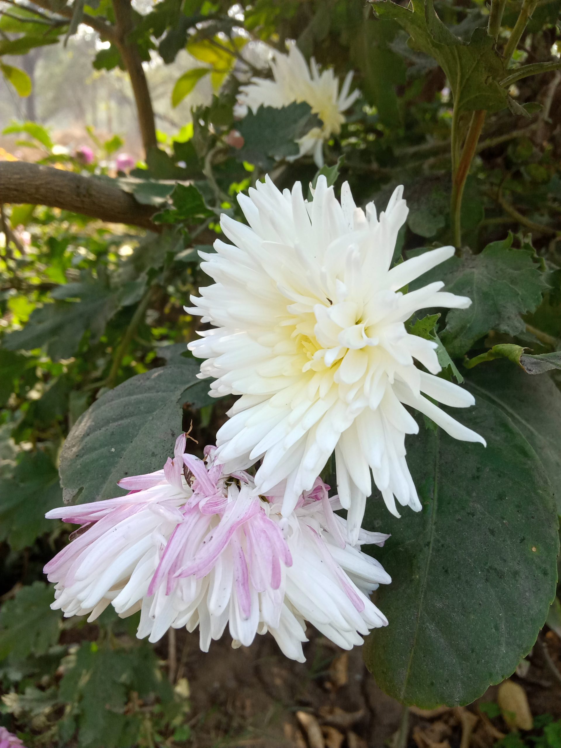 A white flowers