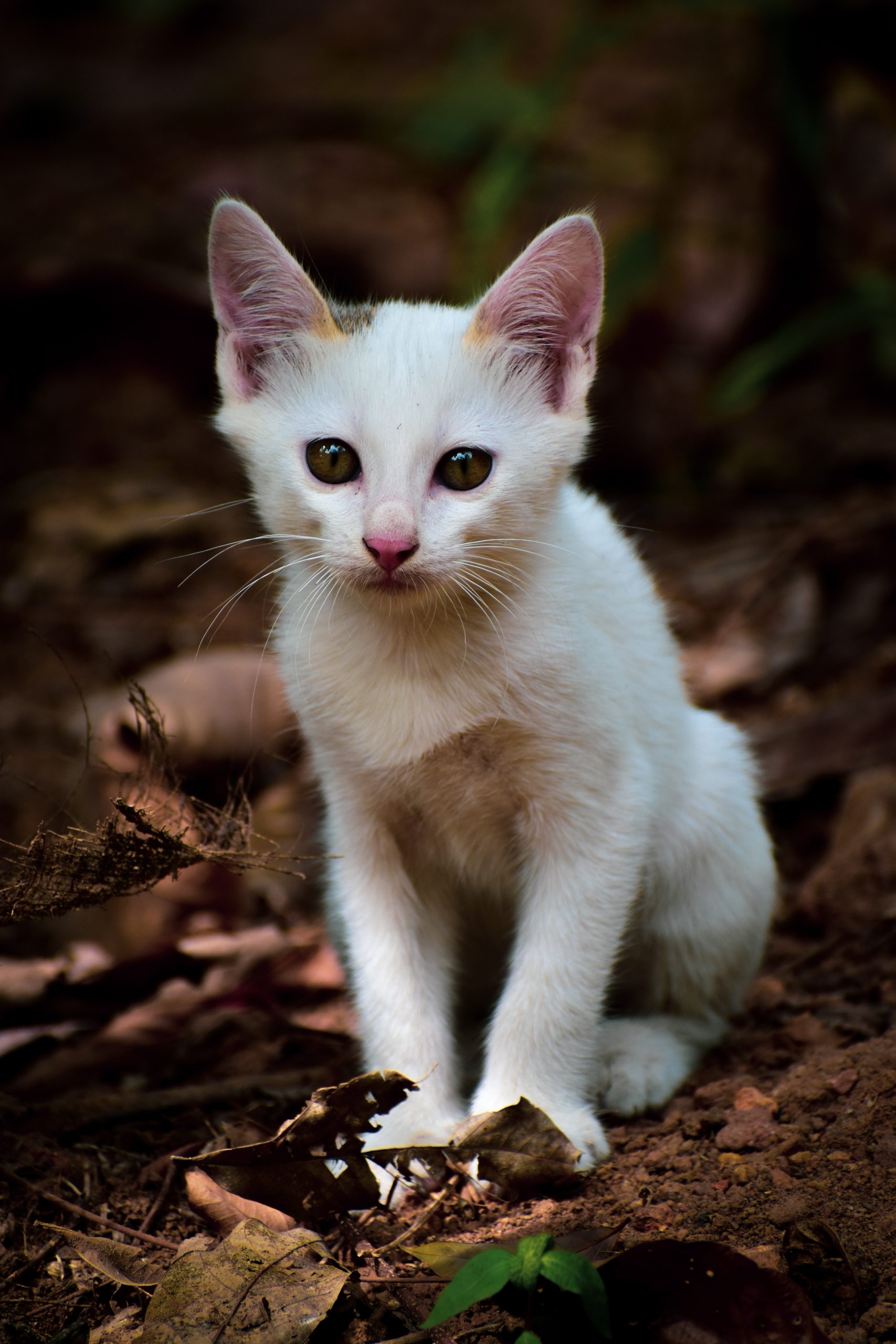 A white kitten