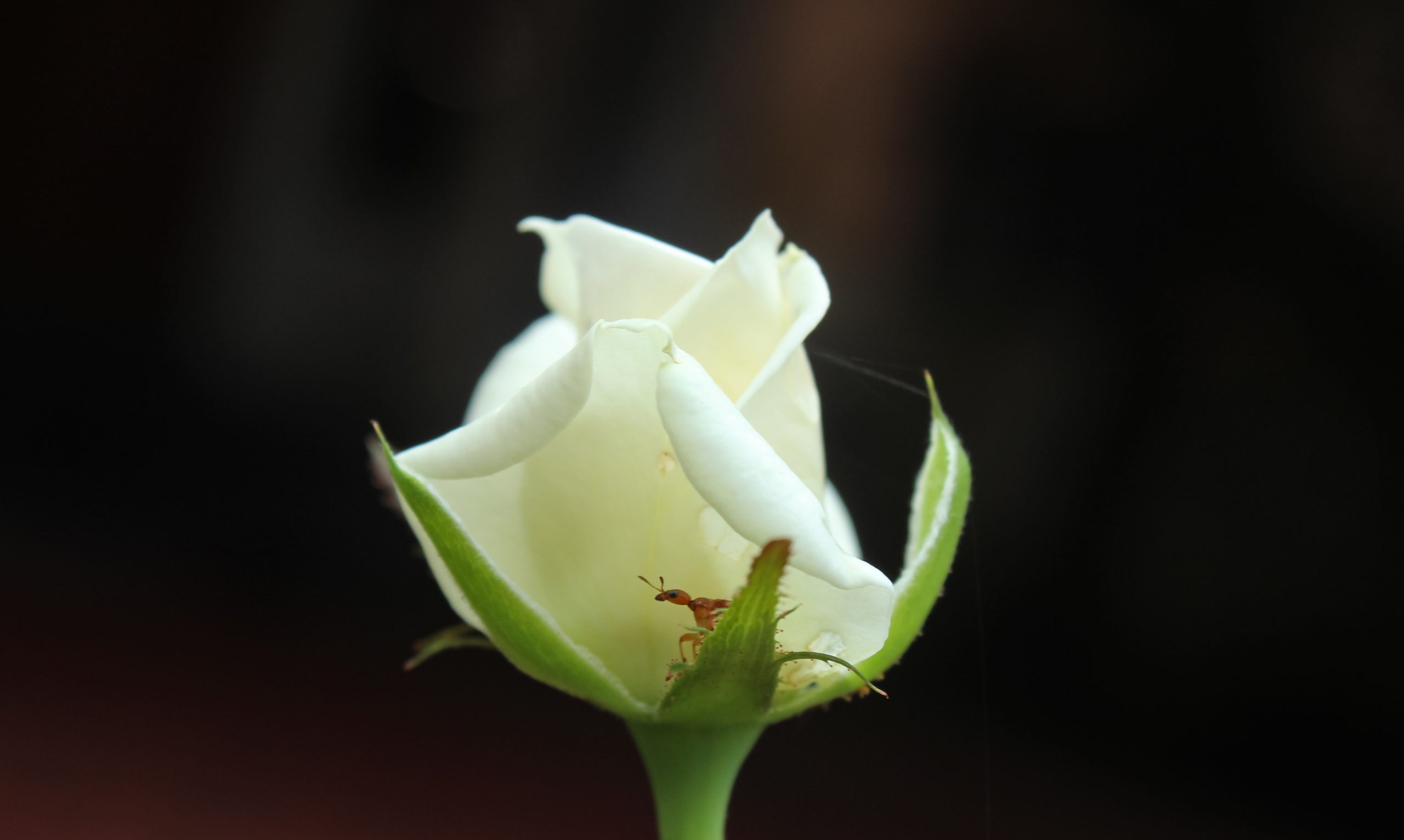 A white rose