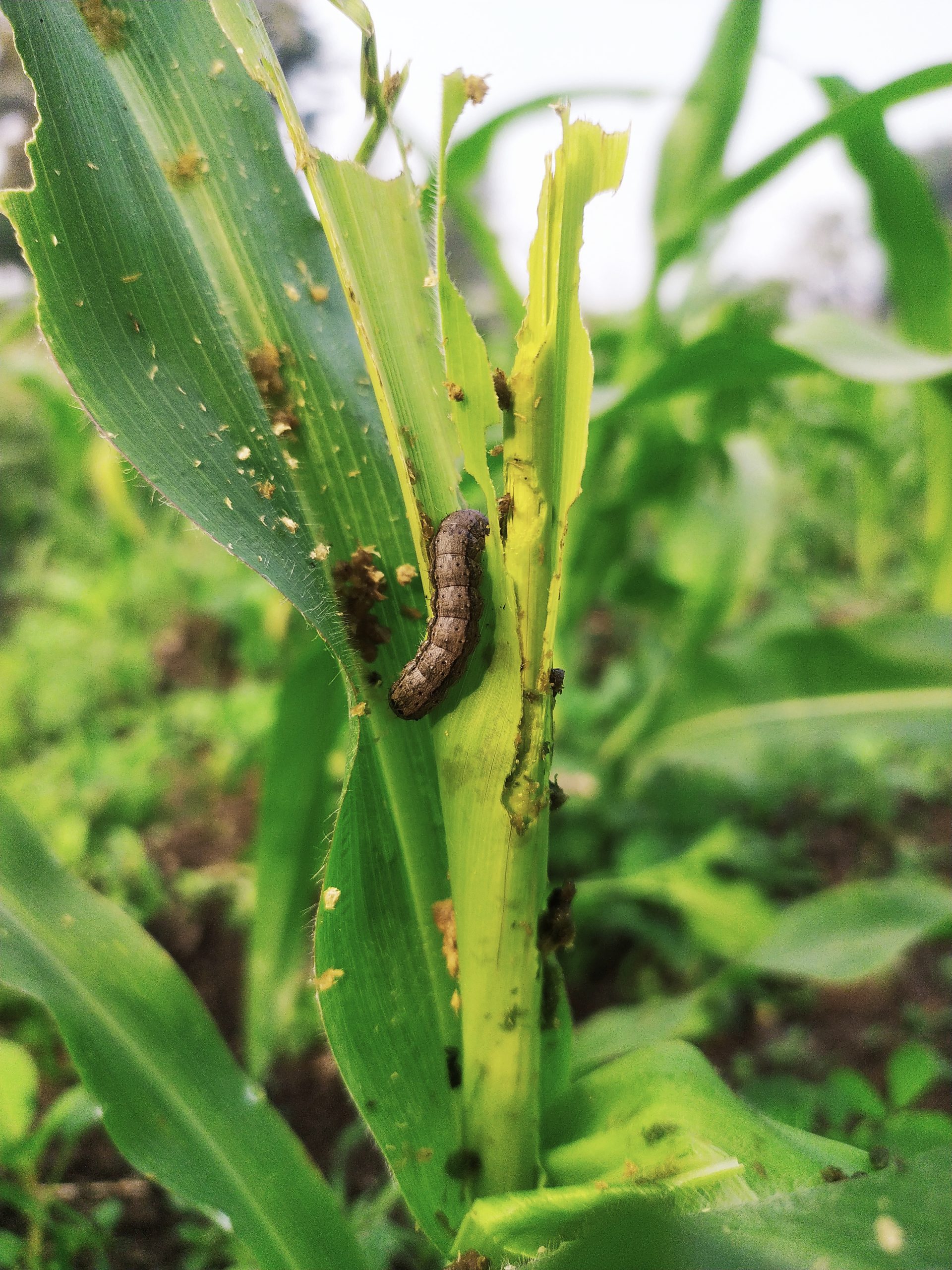 worm on a crop