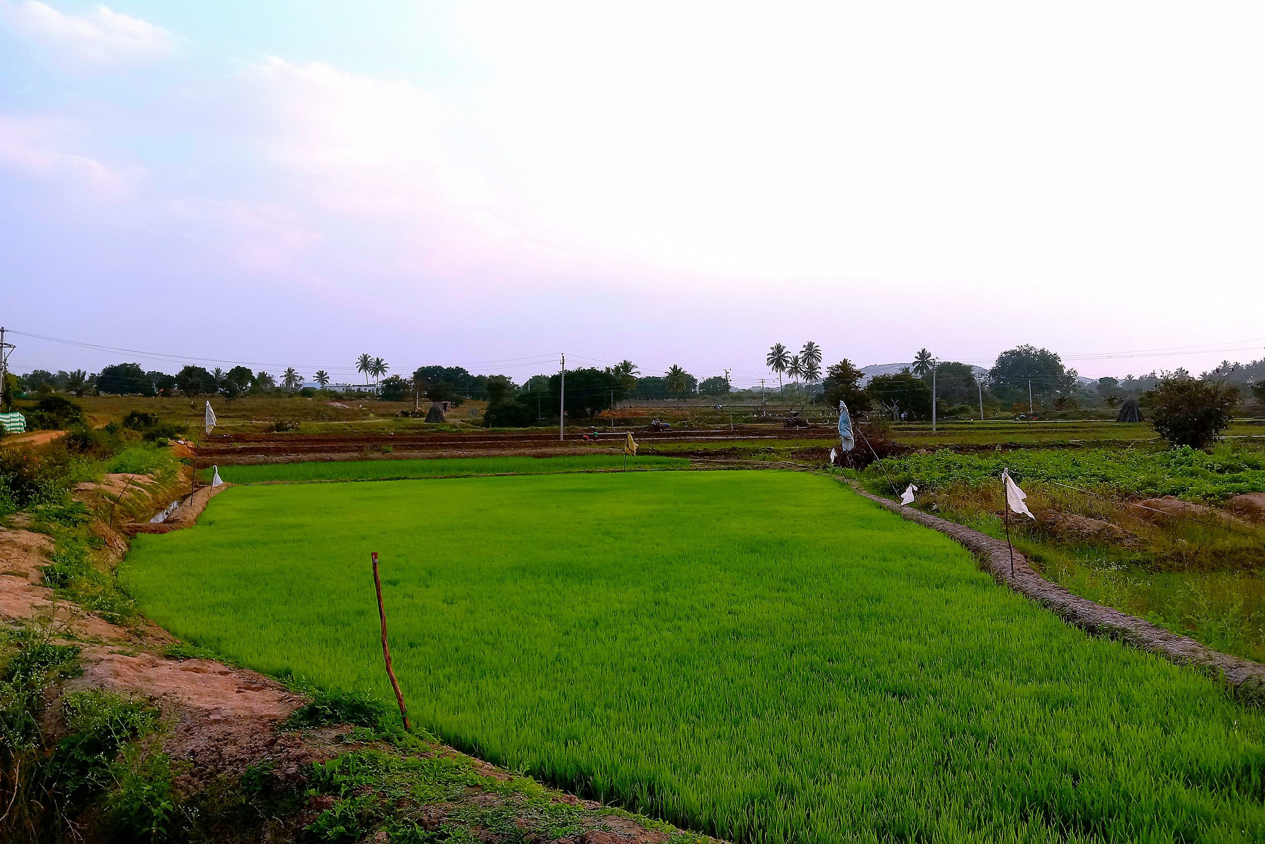 Agriculture field