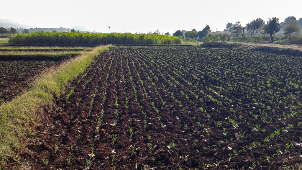 Agriculture land Free Image by Sallu on