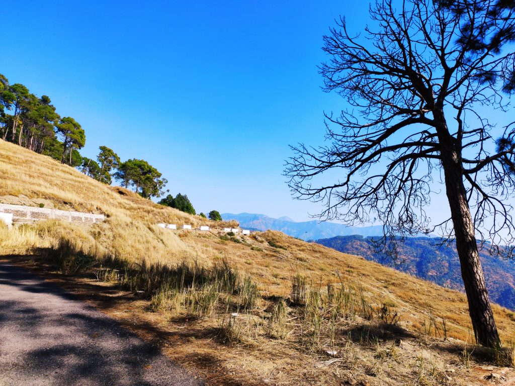 tree in hilly area PixaHive