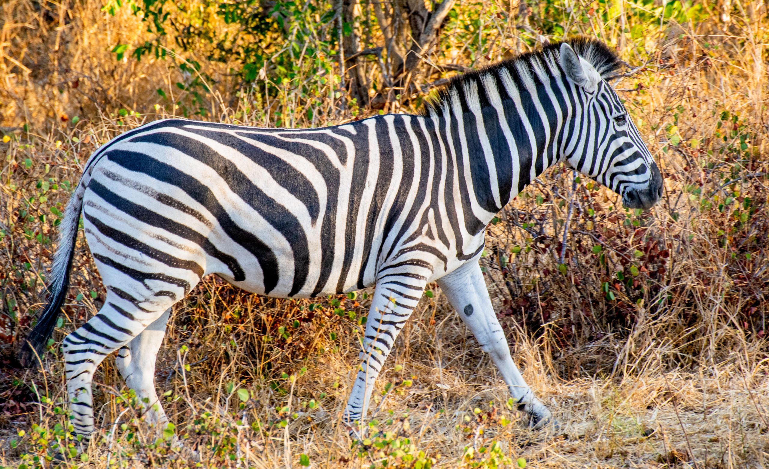 An African Zebra