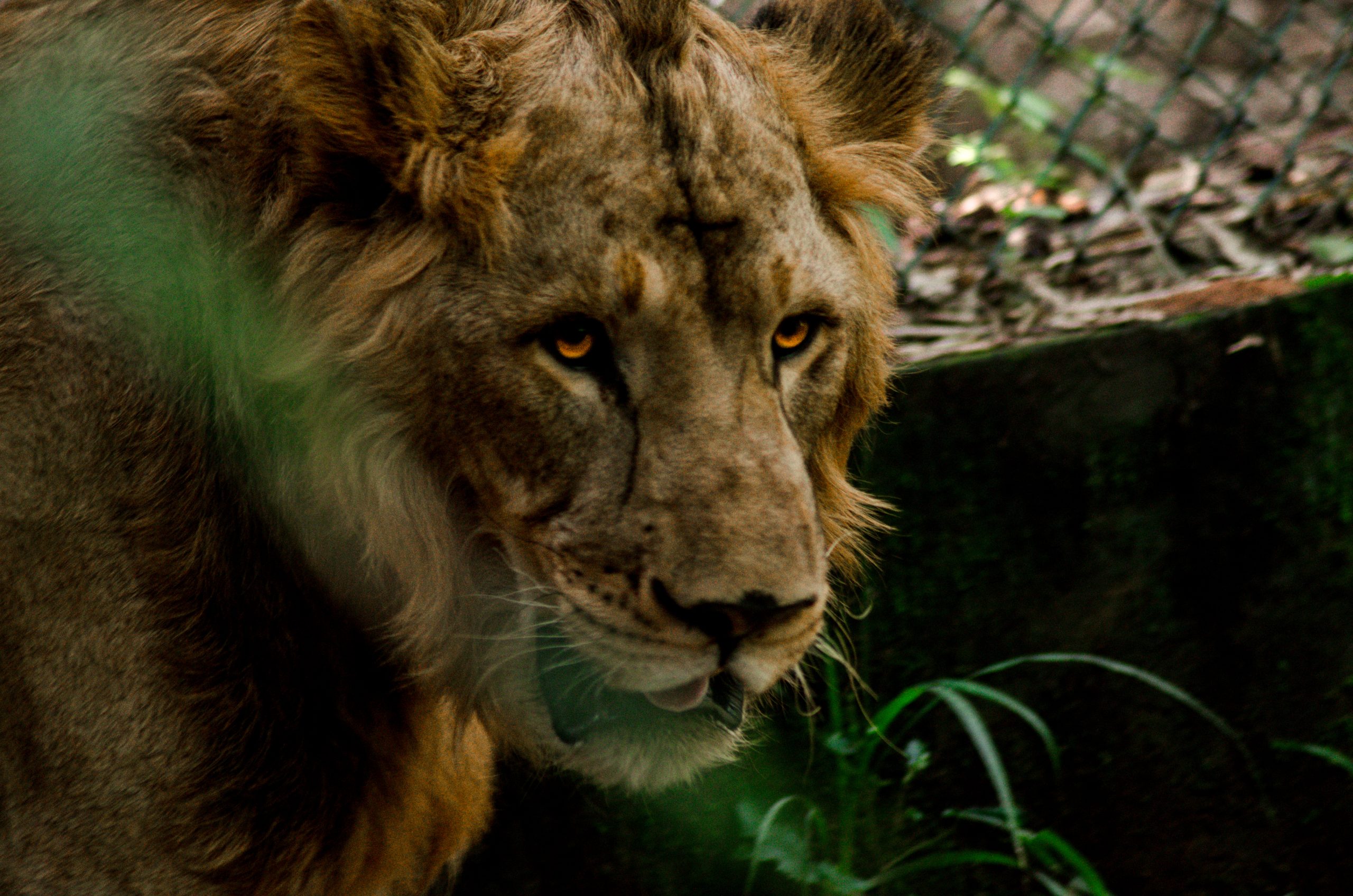 lion at a zoo