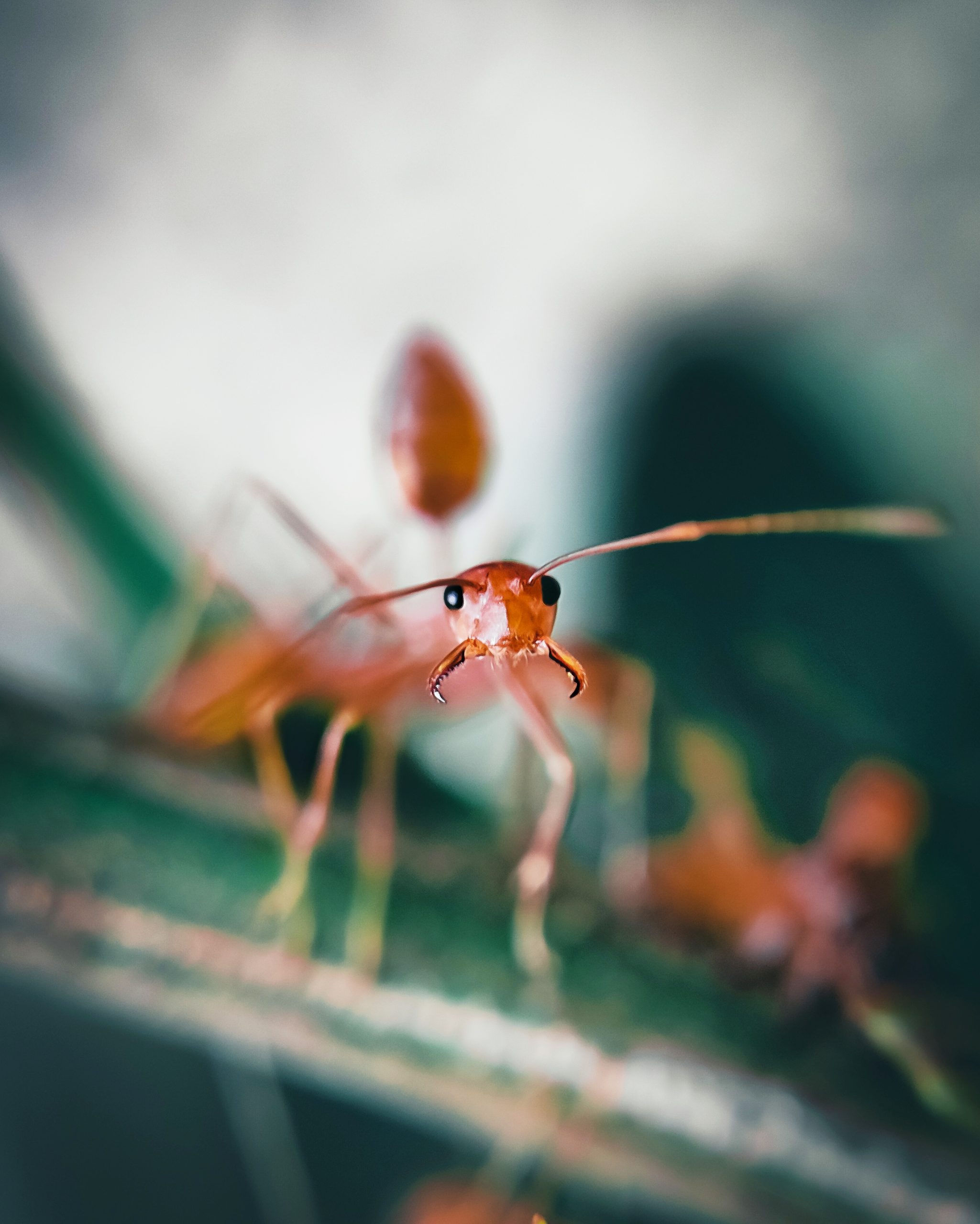 An ant macro view
