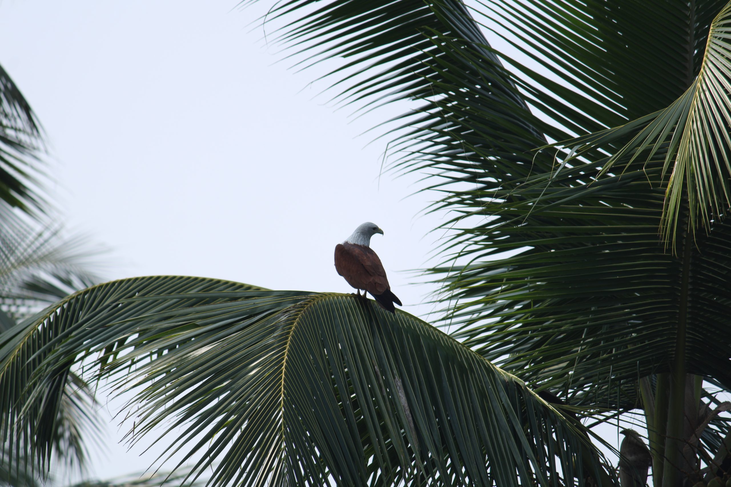 Eagle sitting on tree