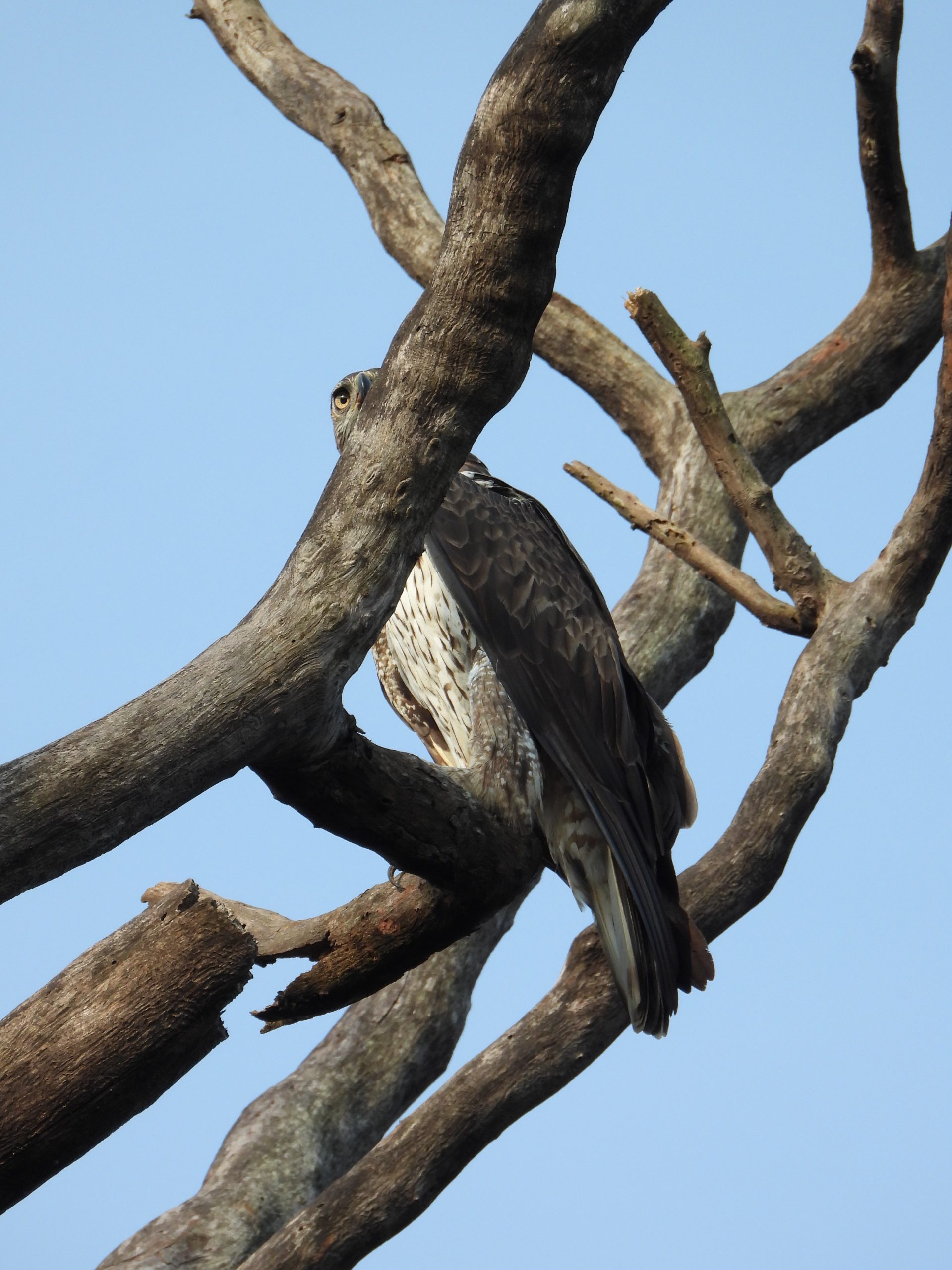 An eagle on a dry tree