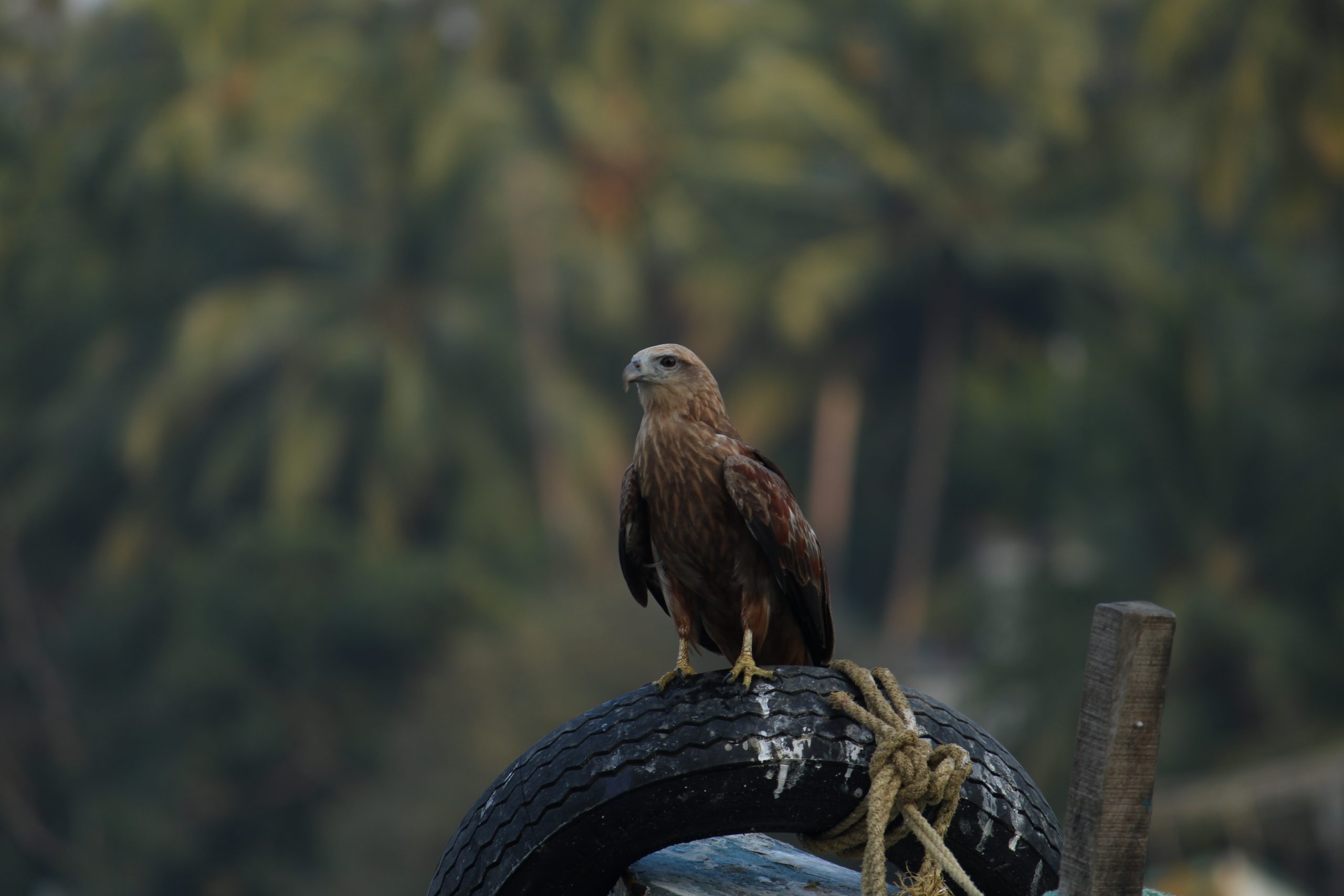 An eagle sitting on tyre