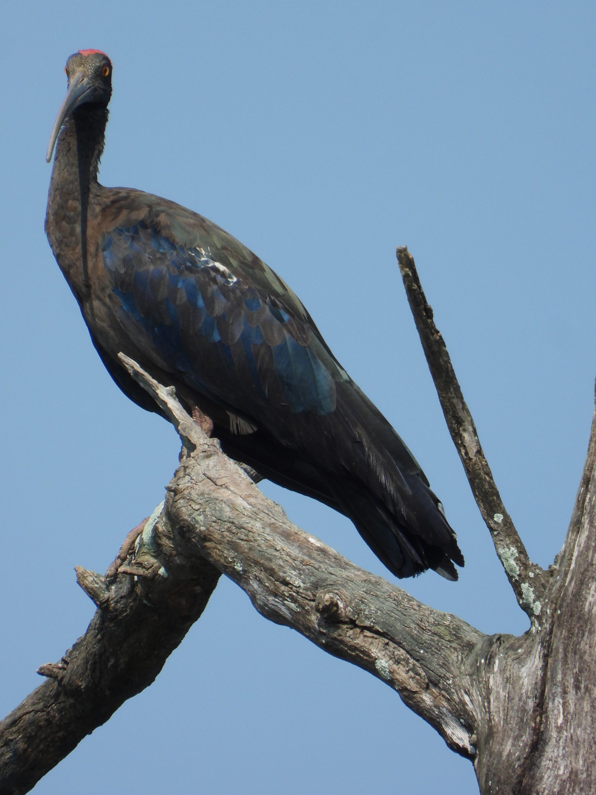 An ibis bird