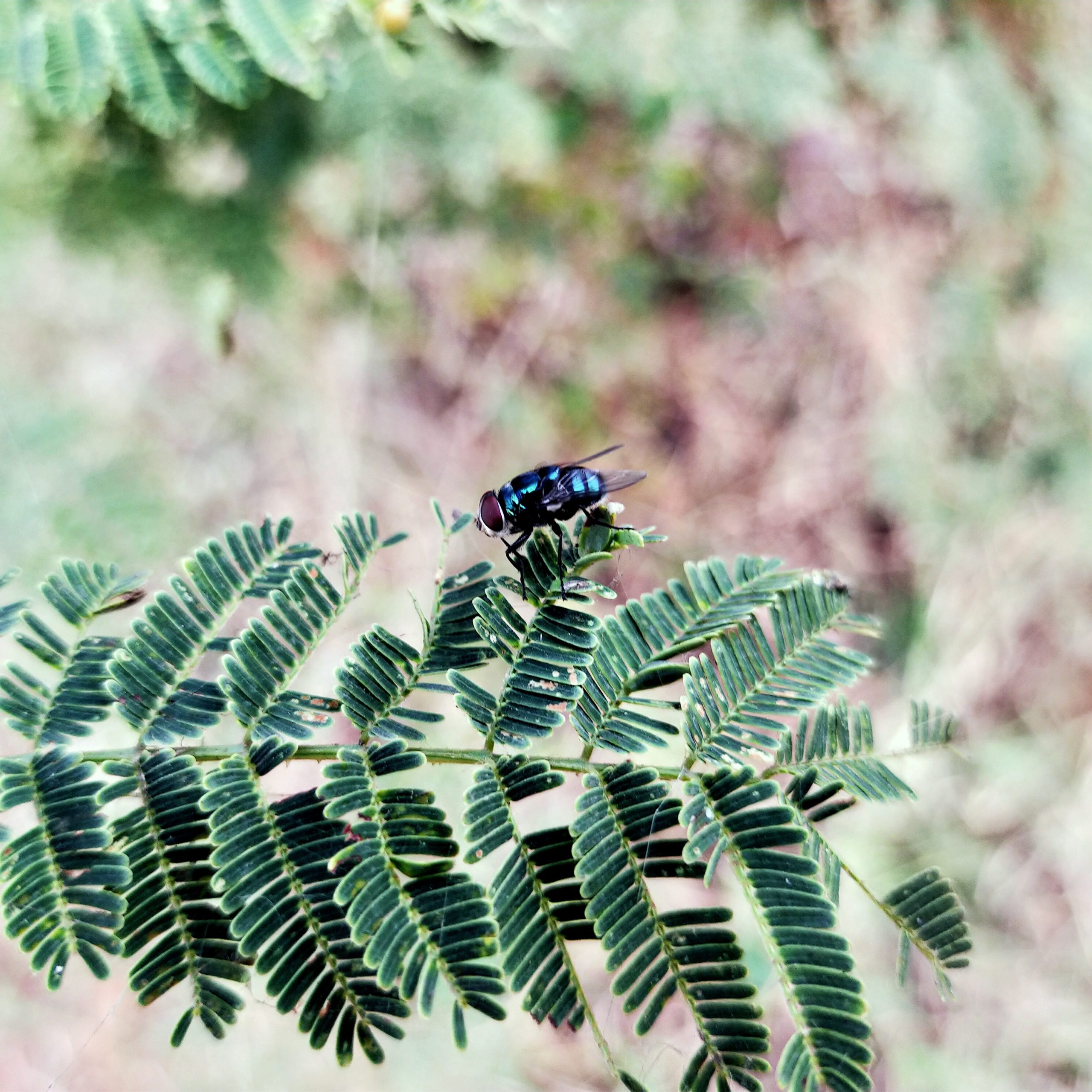 An insect on a branch