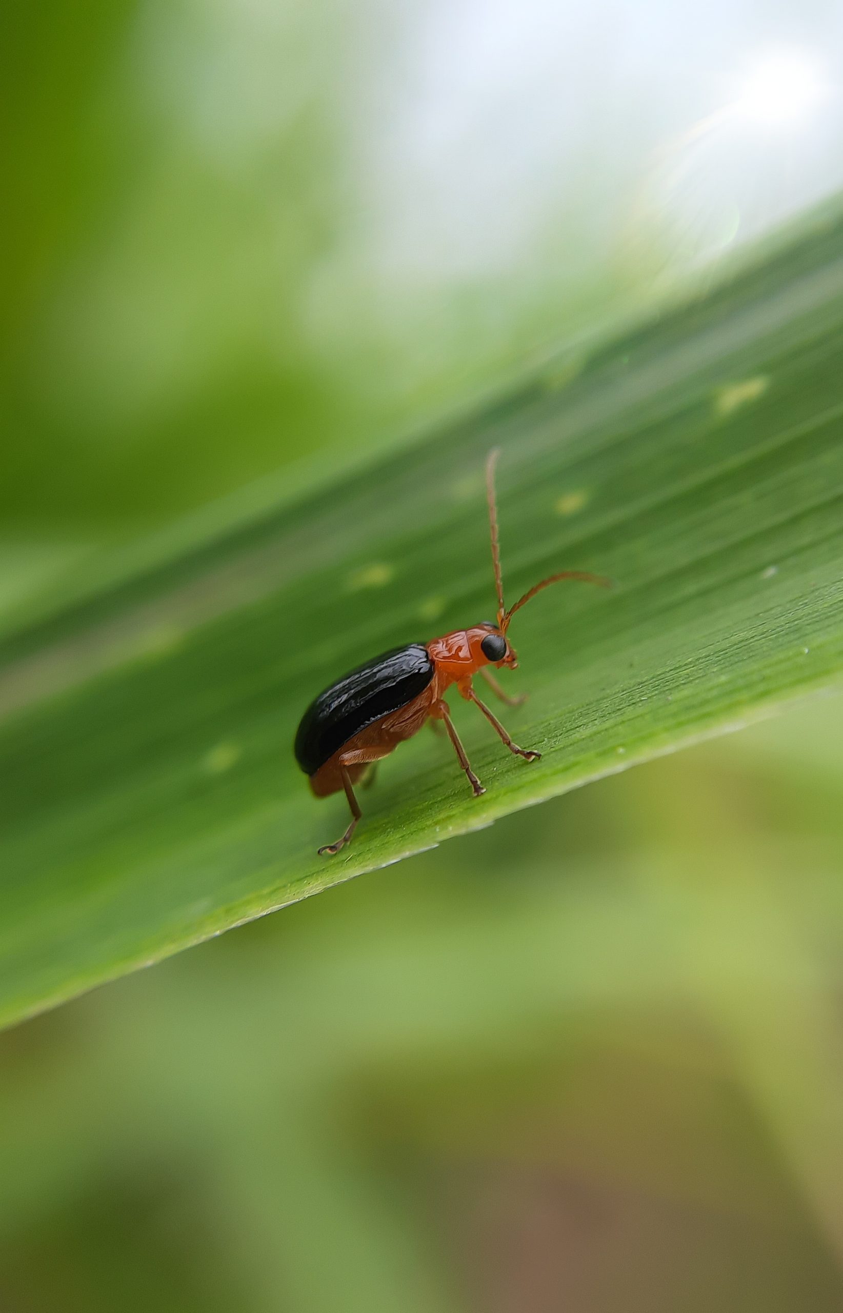 An insect on a leaf