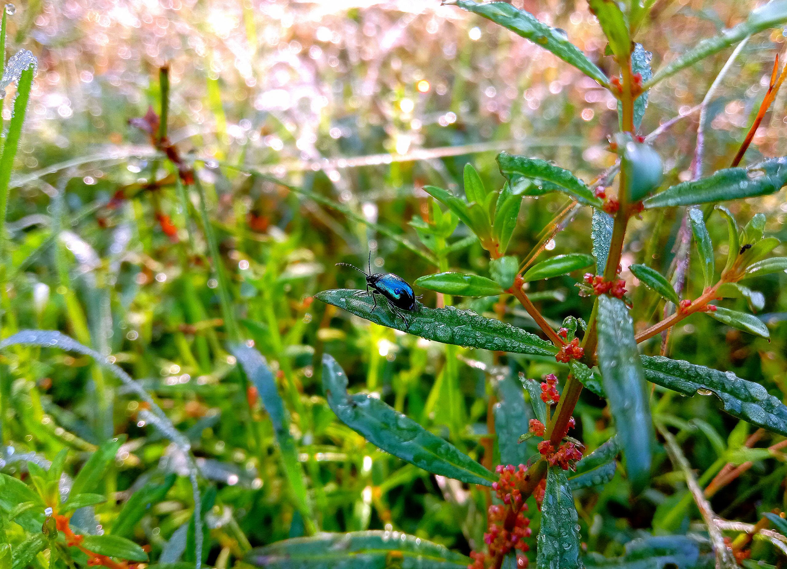 An insect on a plant