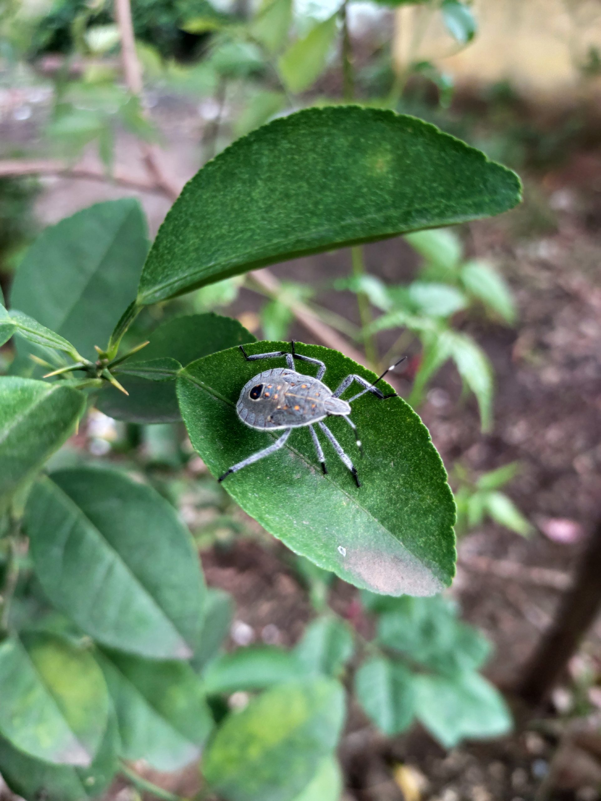 Insect on leaf