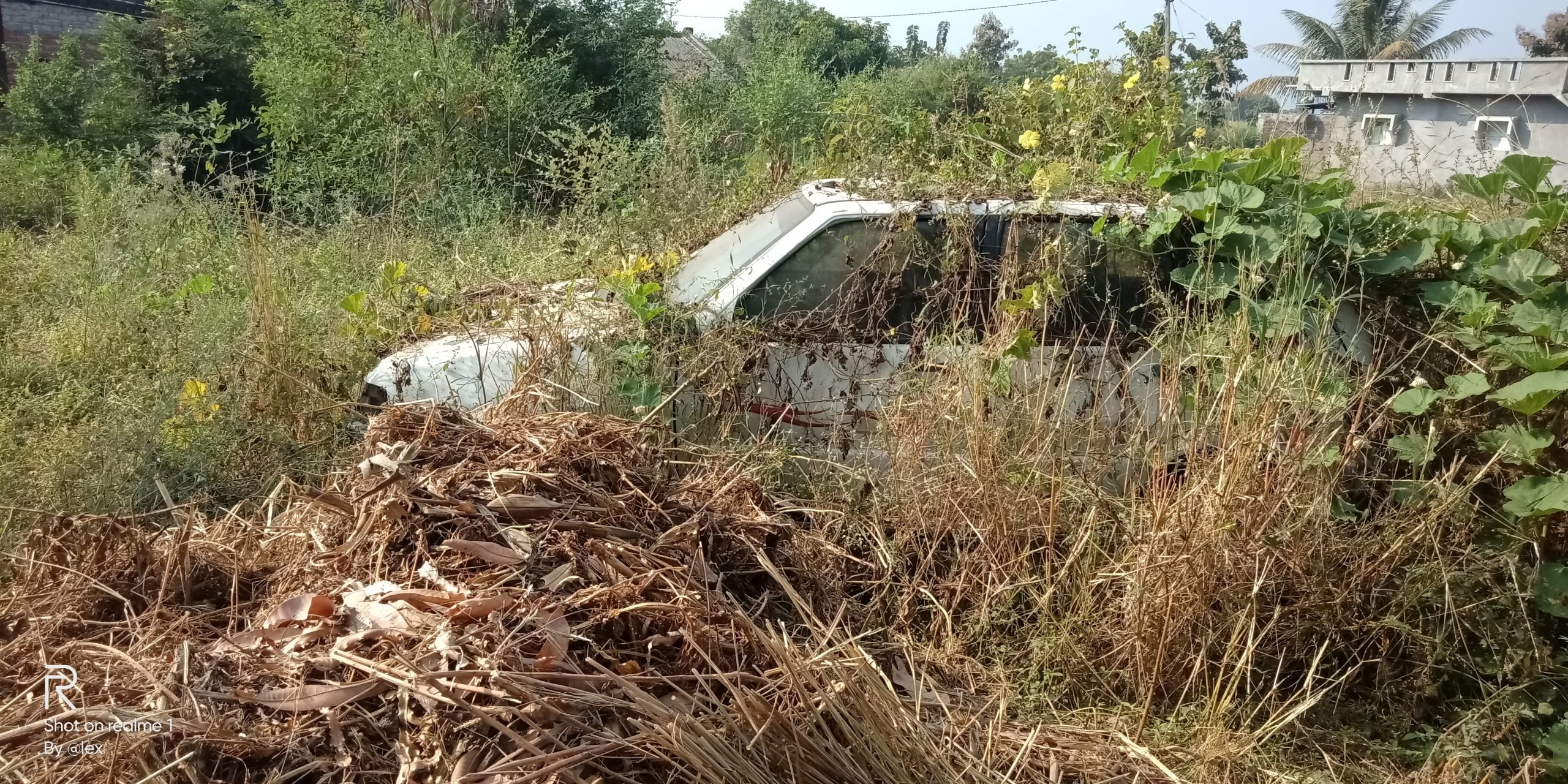 An old car in bushes