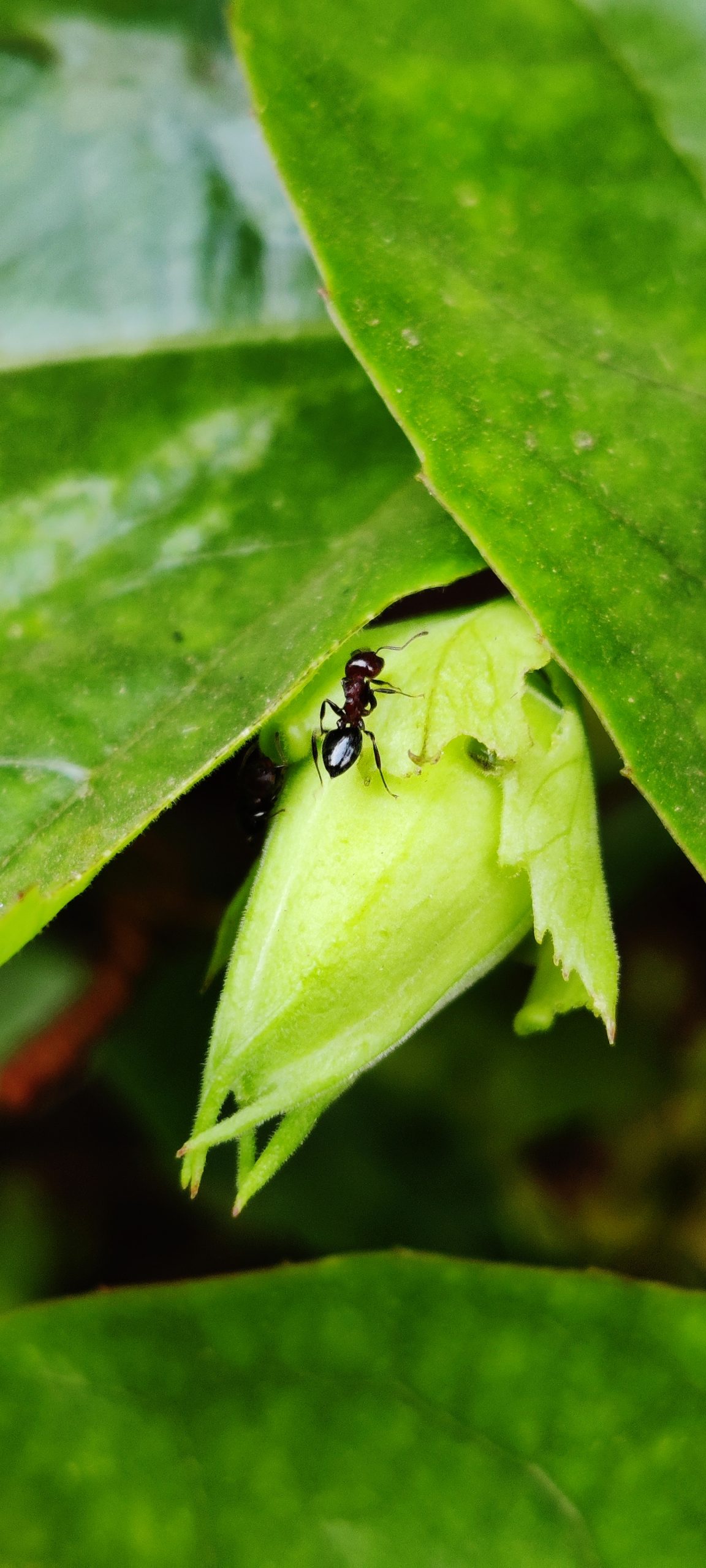 An ant on a flower bud