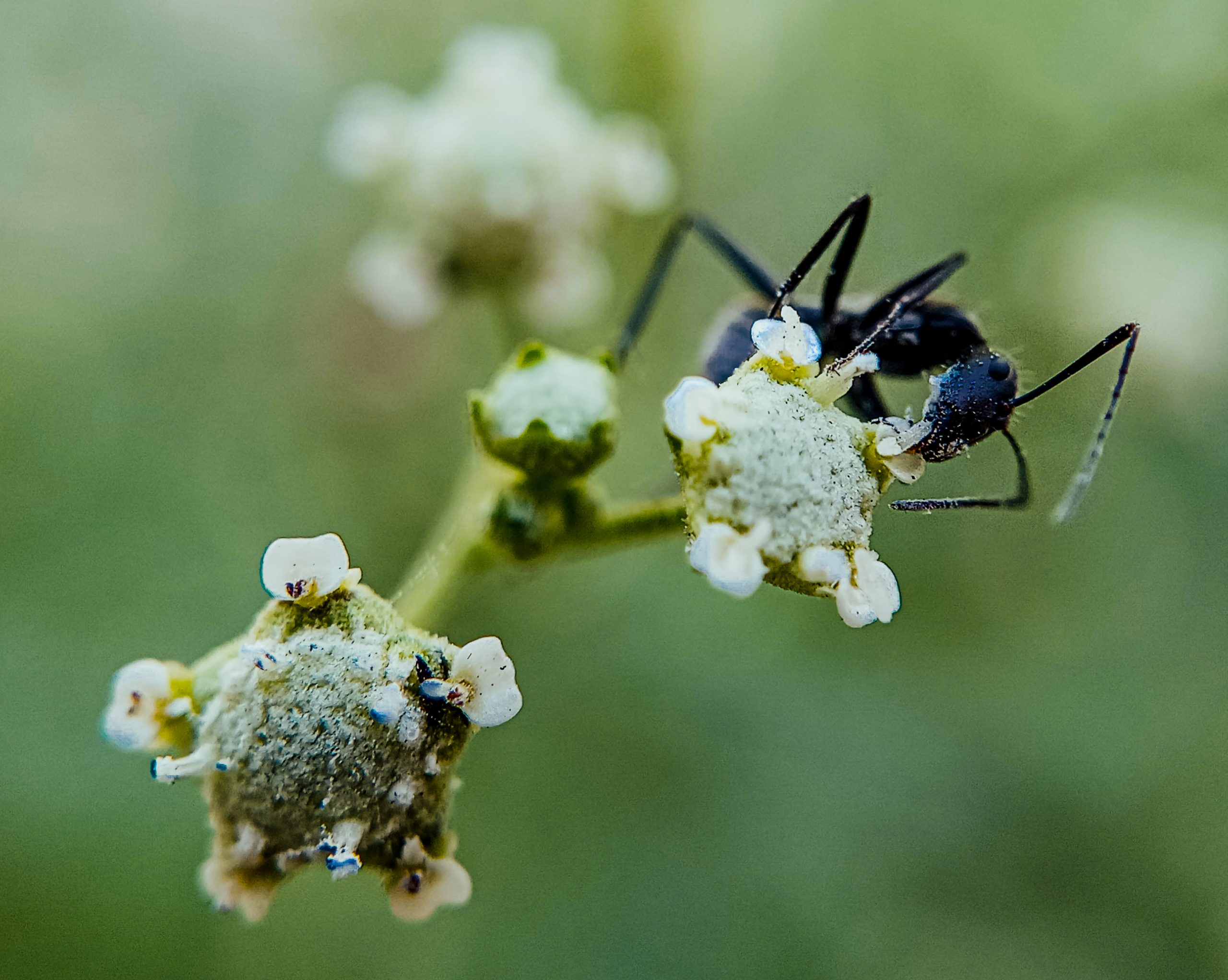 An ant on flower