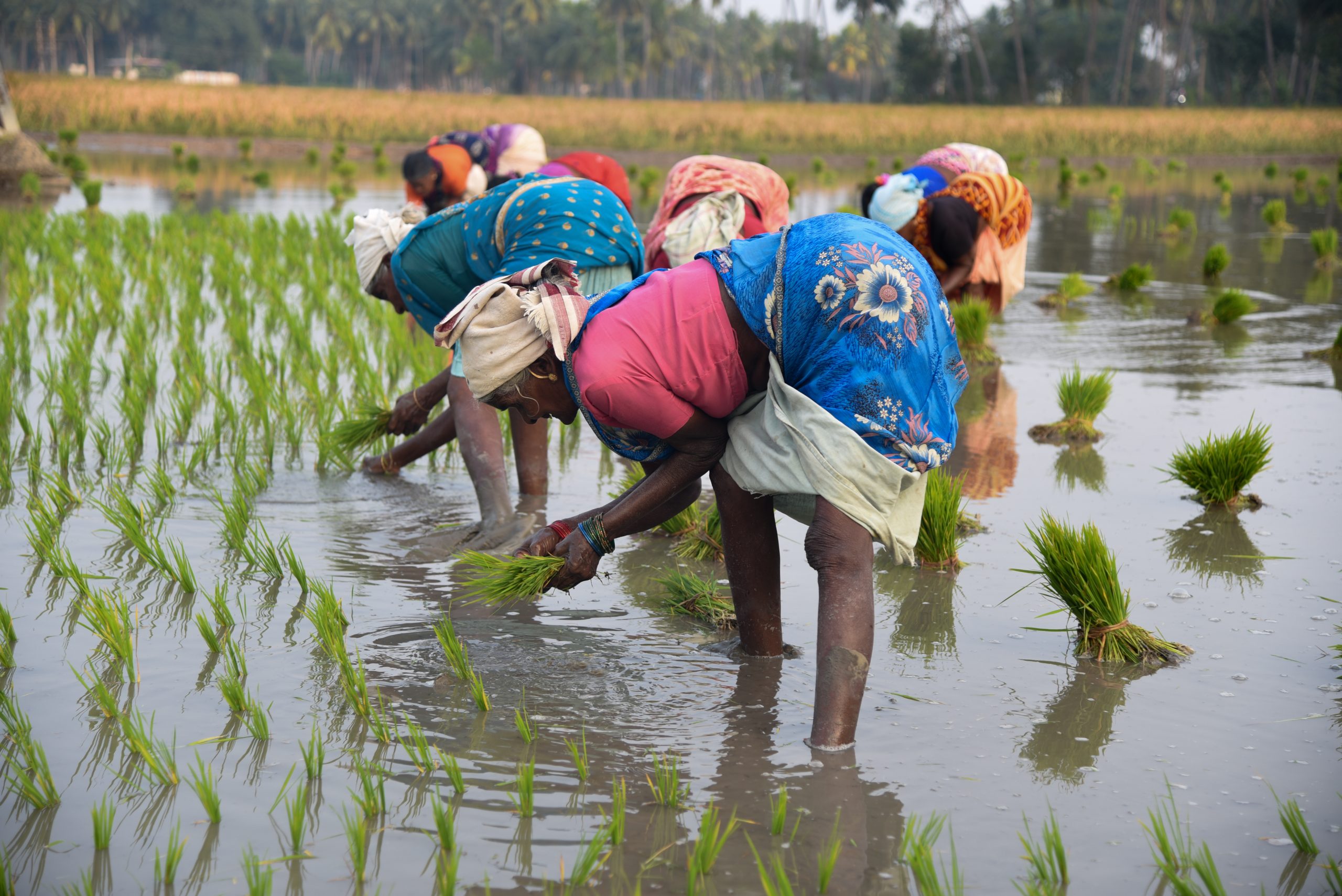 Farmers planting rice plants in a field - PixaHive