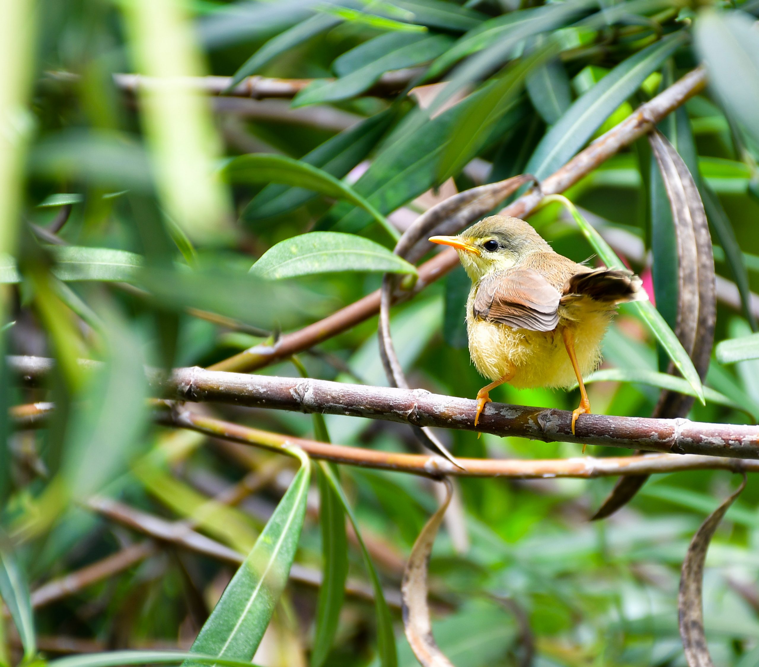 Bird sitting on tree