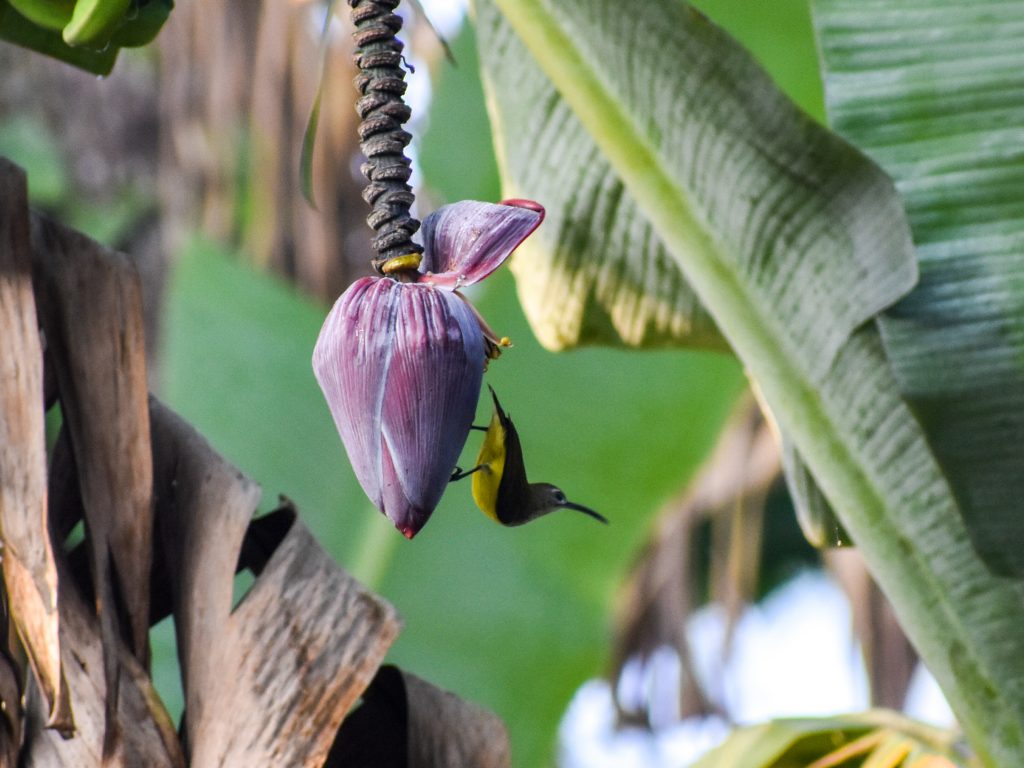 Banana flower hanging PixaHive