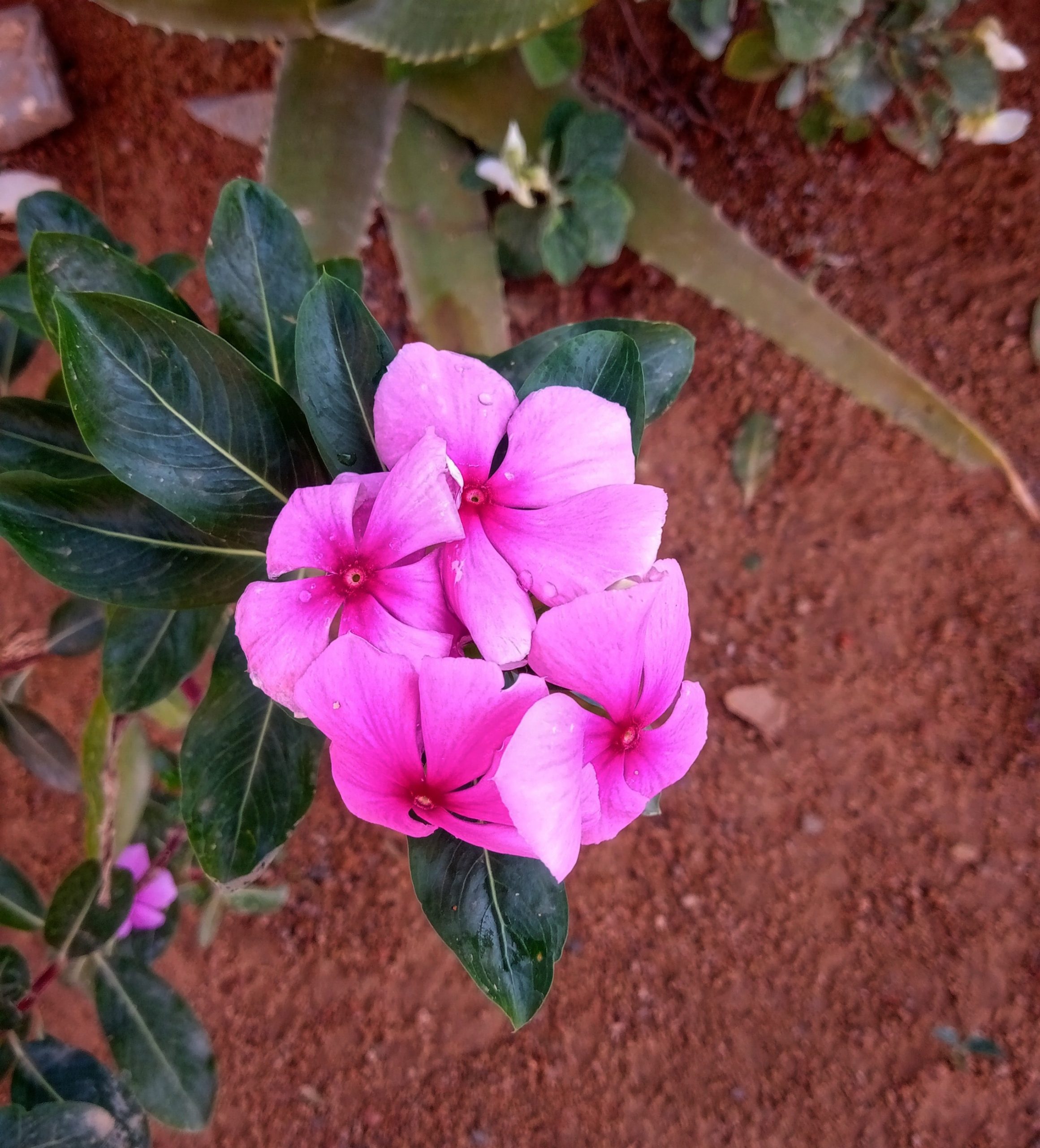 Flowering plant