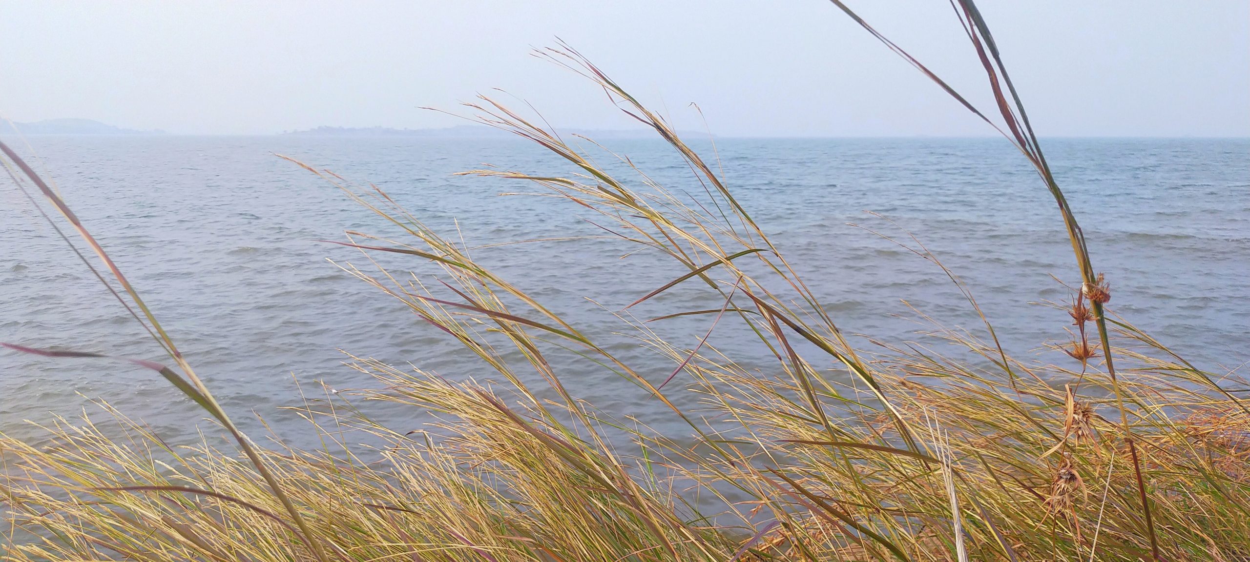 Grass on sea shore