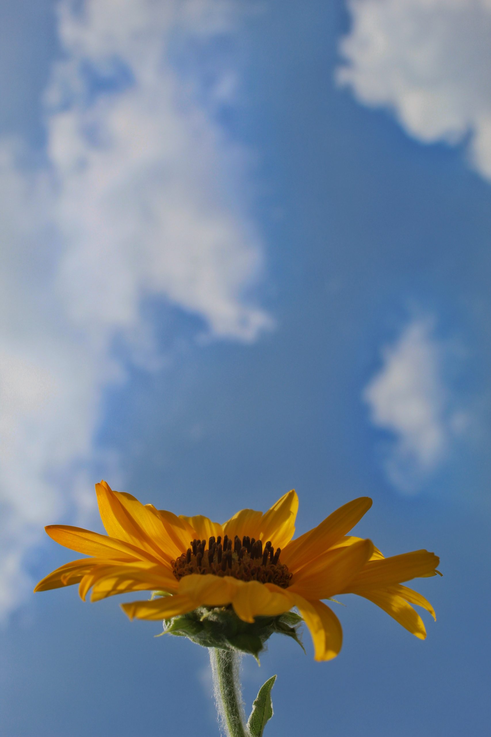 flower against sky