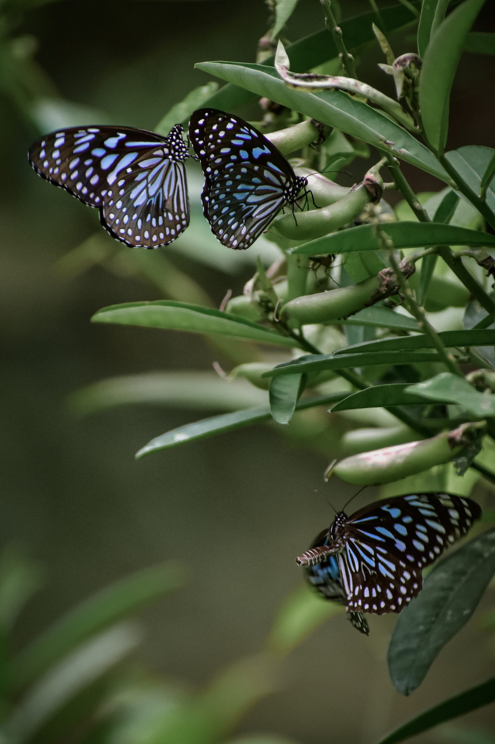 Beautiful Butterflies