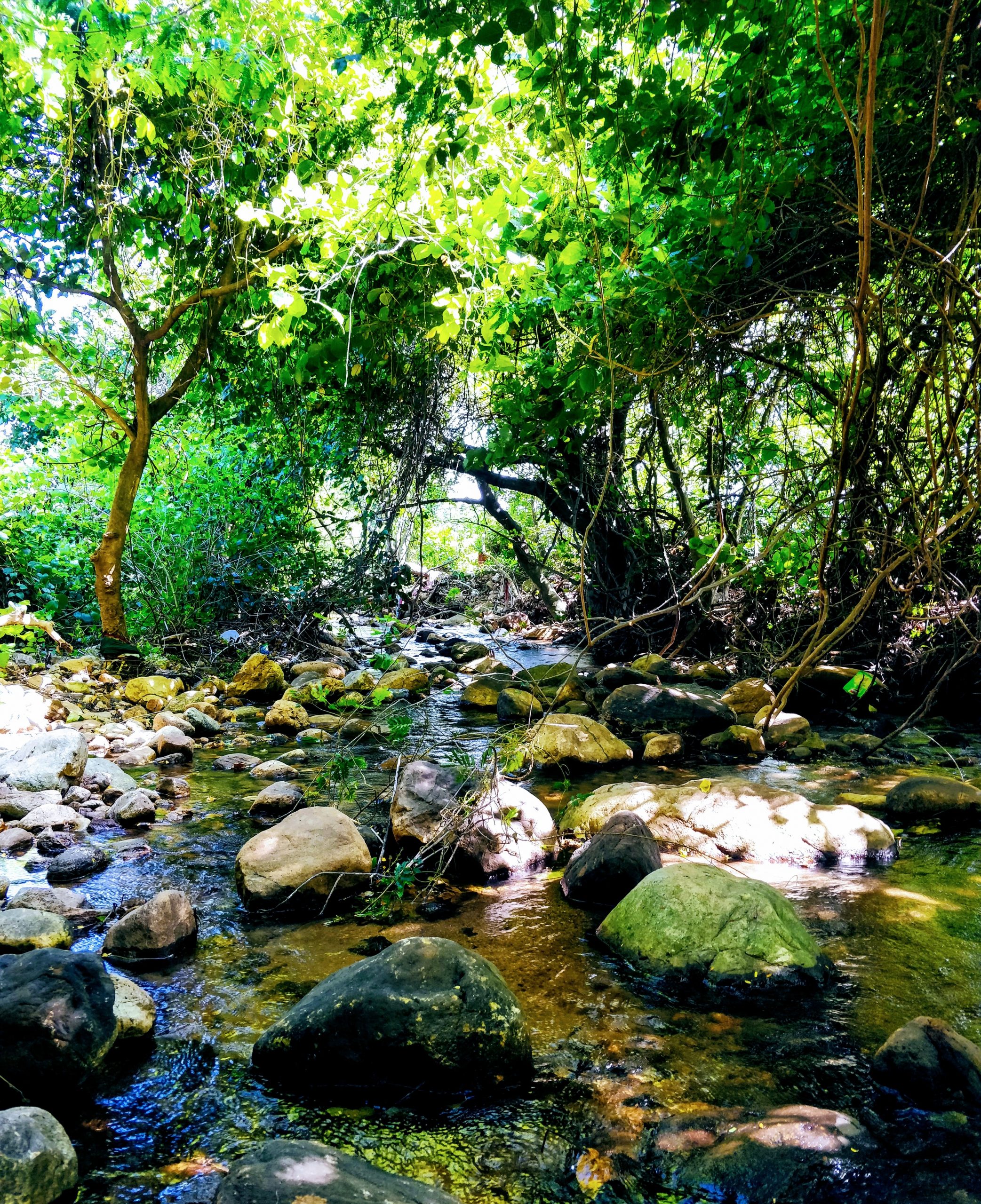 Beautiful Forest View