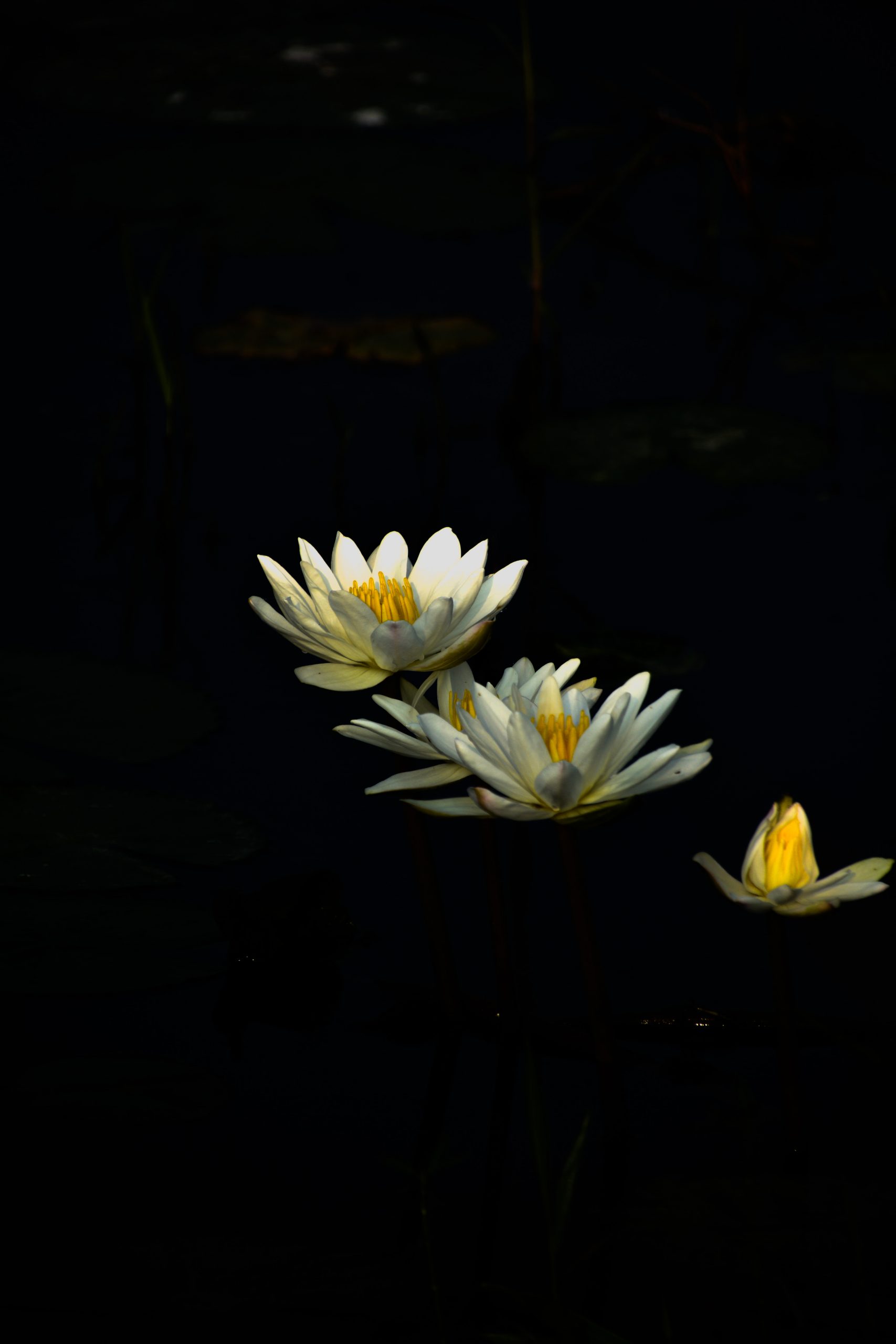 Blooming flower in dark